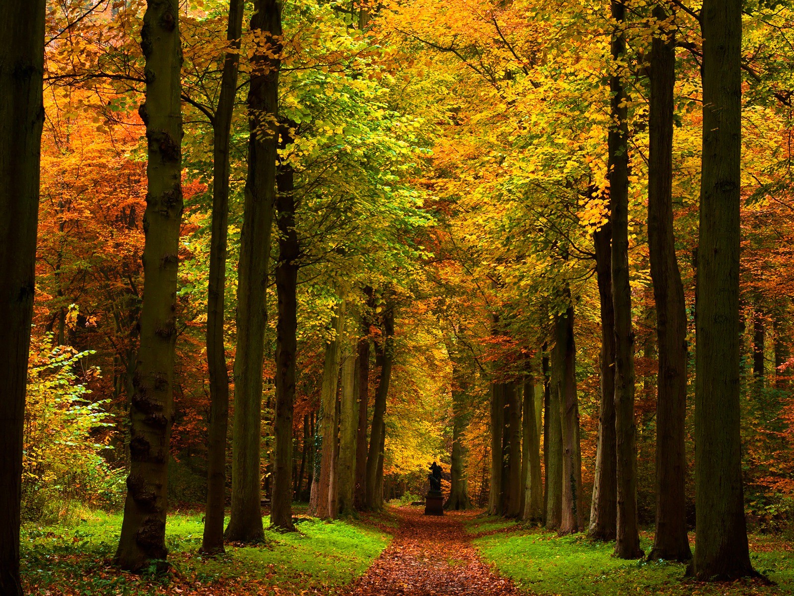 Download mobile wallpaper Forest, Tree, Fall, Path, Man Made for free.