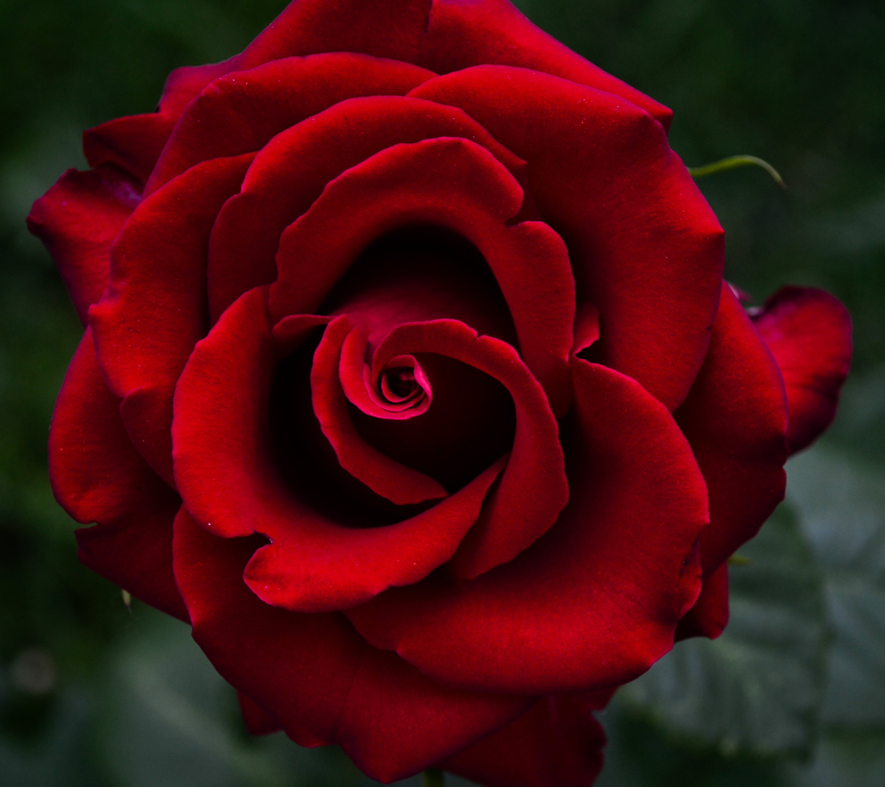 Скачать обои бесплатно Цветок, Роза, Земля, Красная Роза, Красный Цветок, Земля/природа, Флауэрсы картинка на рабочий стол ПК