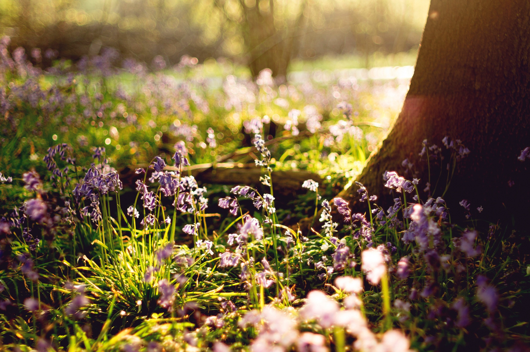 Descarga gratis la imagen Naturaleza, Flores, Flor, Primavera, Tierra/naturaleza en el escritorio de tu PC
