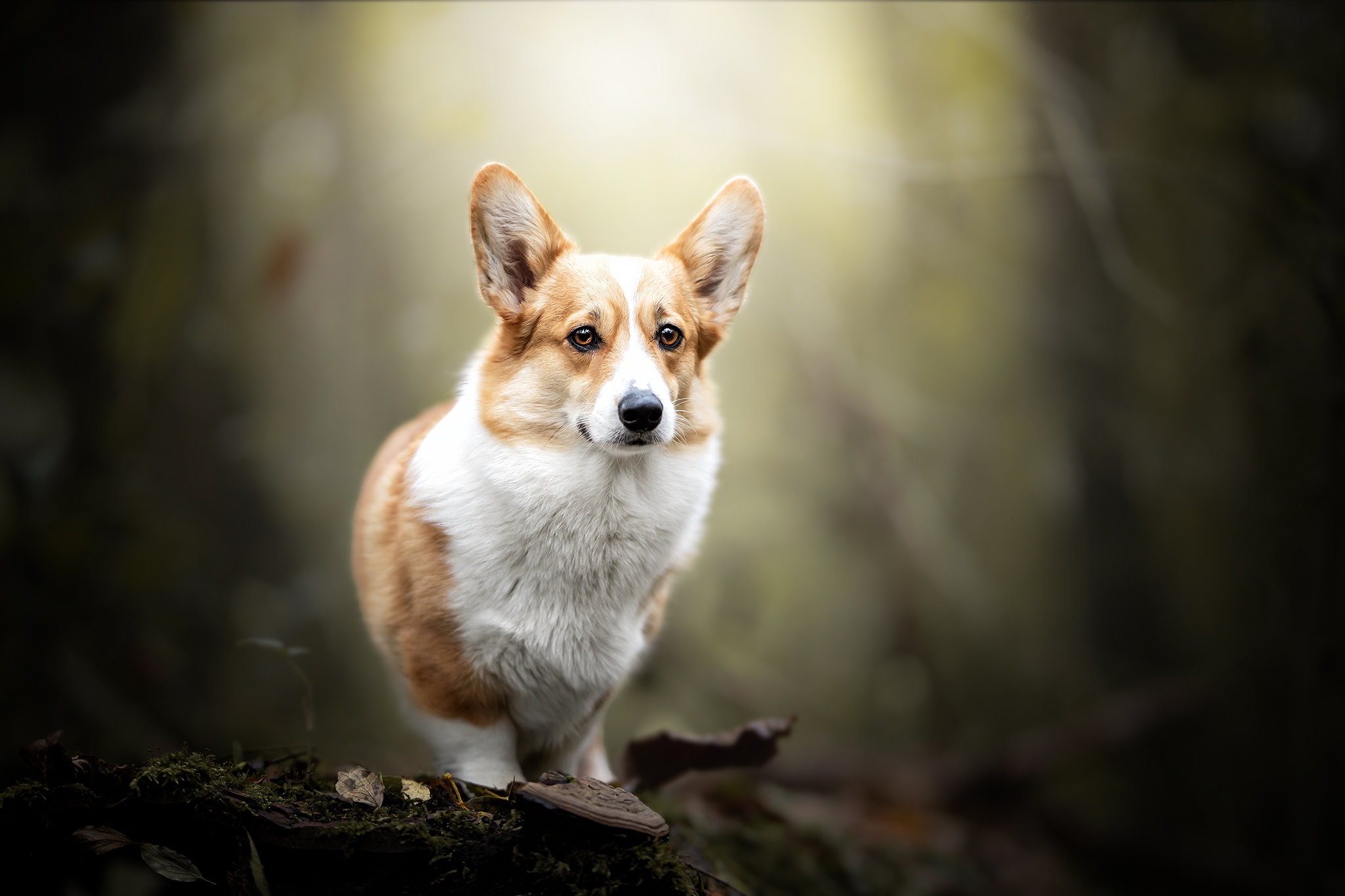 Free download wallpaper Dogs, Dog, Animal, Corgi on your PC desktop