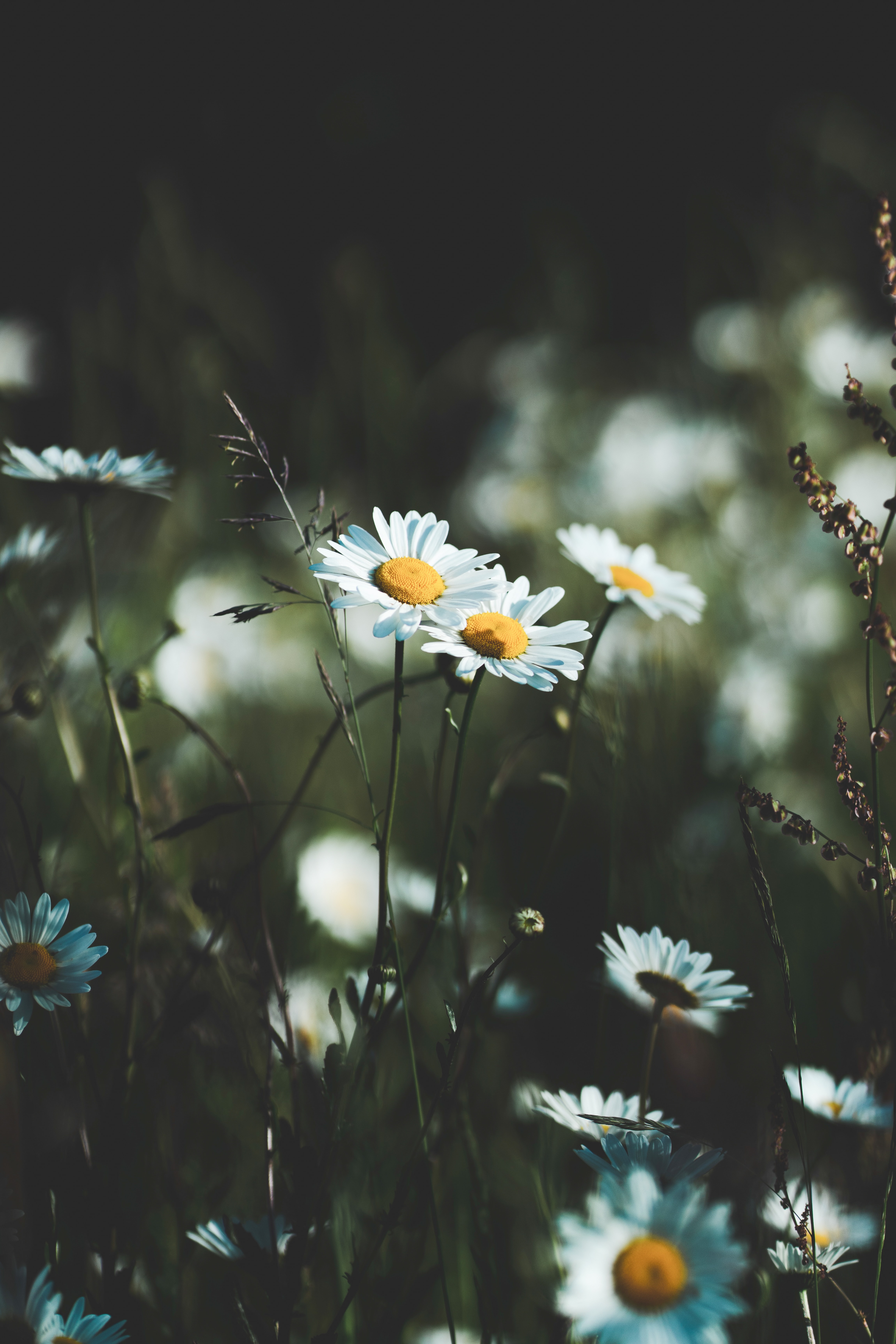wildflowers, flowers, grass, camomile