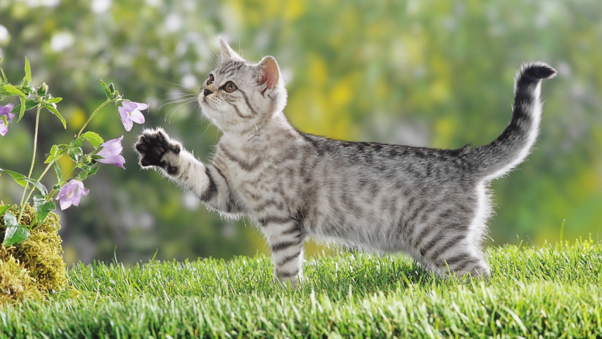 Скачати мобільні шпалери Тварини, Кішки безкоштовно.