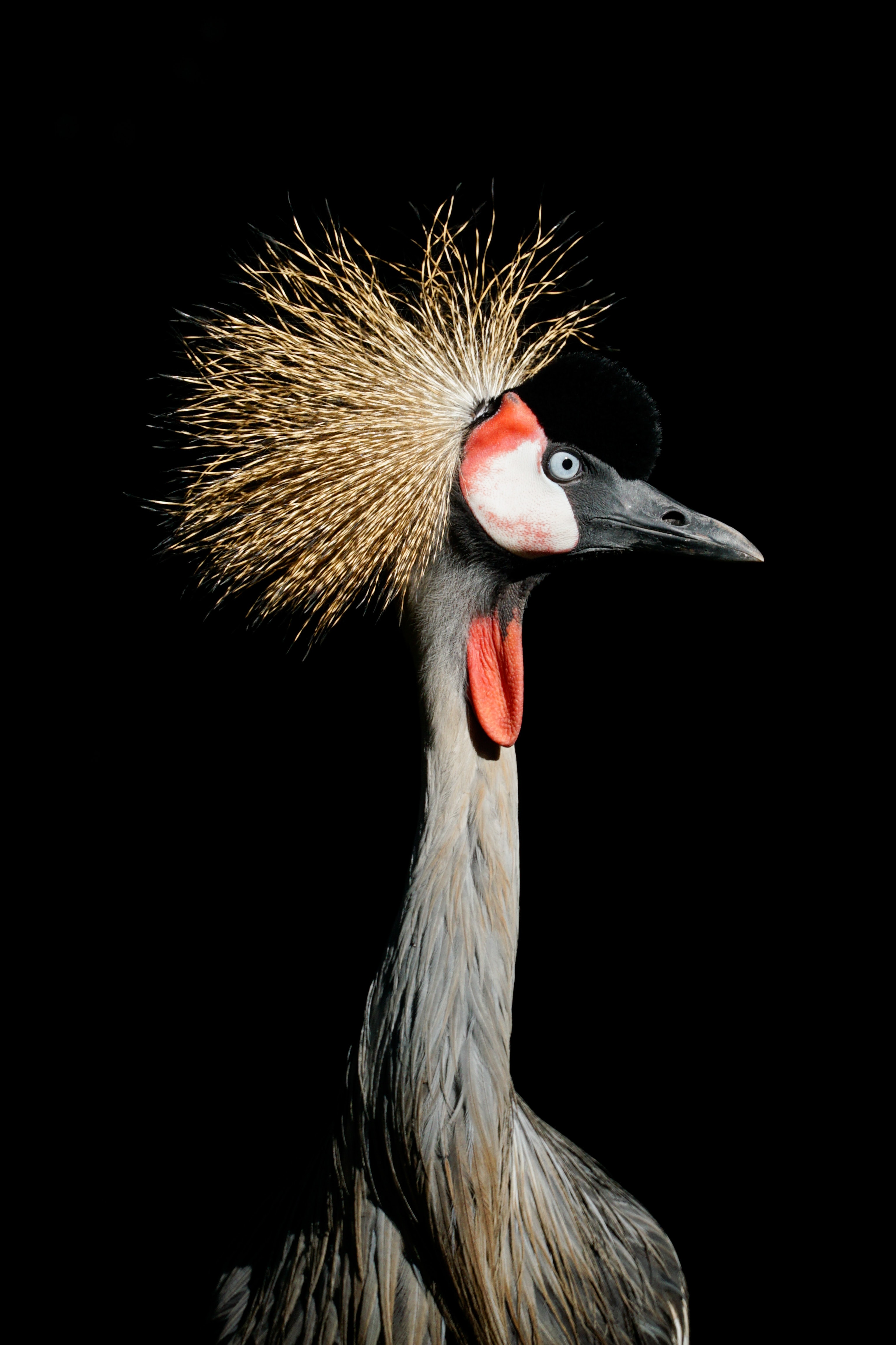 Free download wallpaper Animals, Bright, Bird, Crane, Feather on your PC desktop