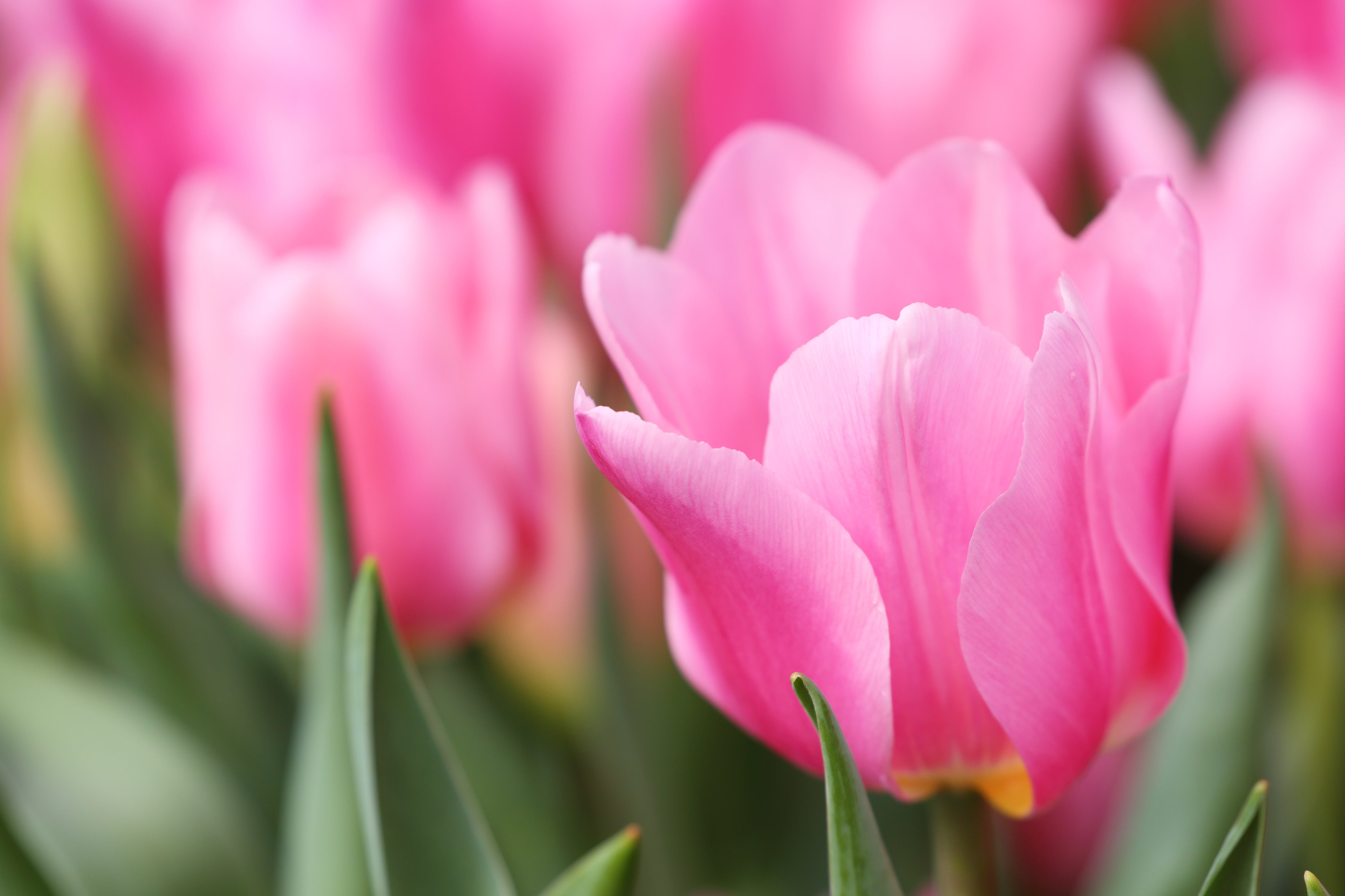 Téléchargez des papiers peints mobile Fleurs, Fleur, Macro, Tulipe, Terre/nature gratuitement.