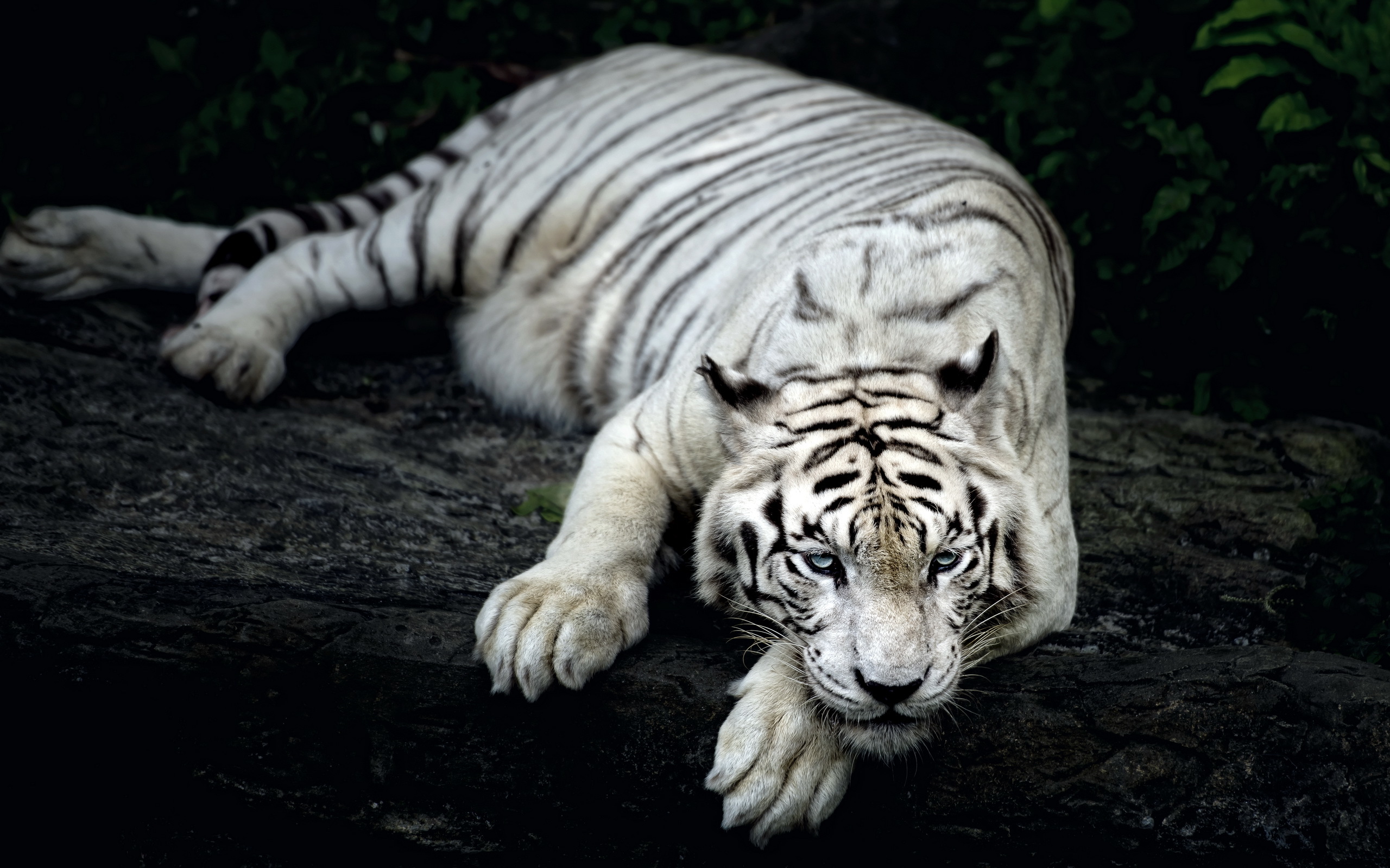 Téléchargez des papiers peints mobile Tigre Blanc, Chats, Animaux gratuitement.