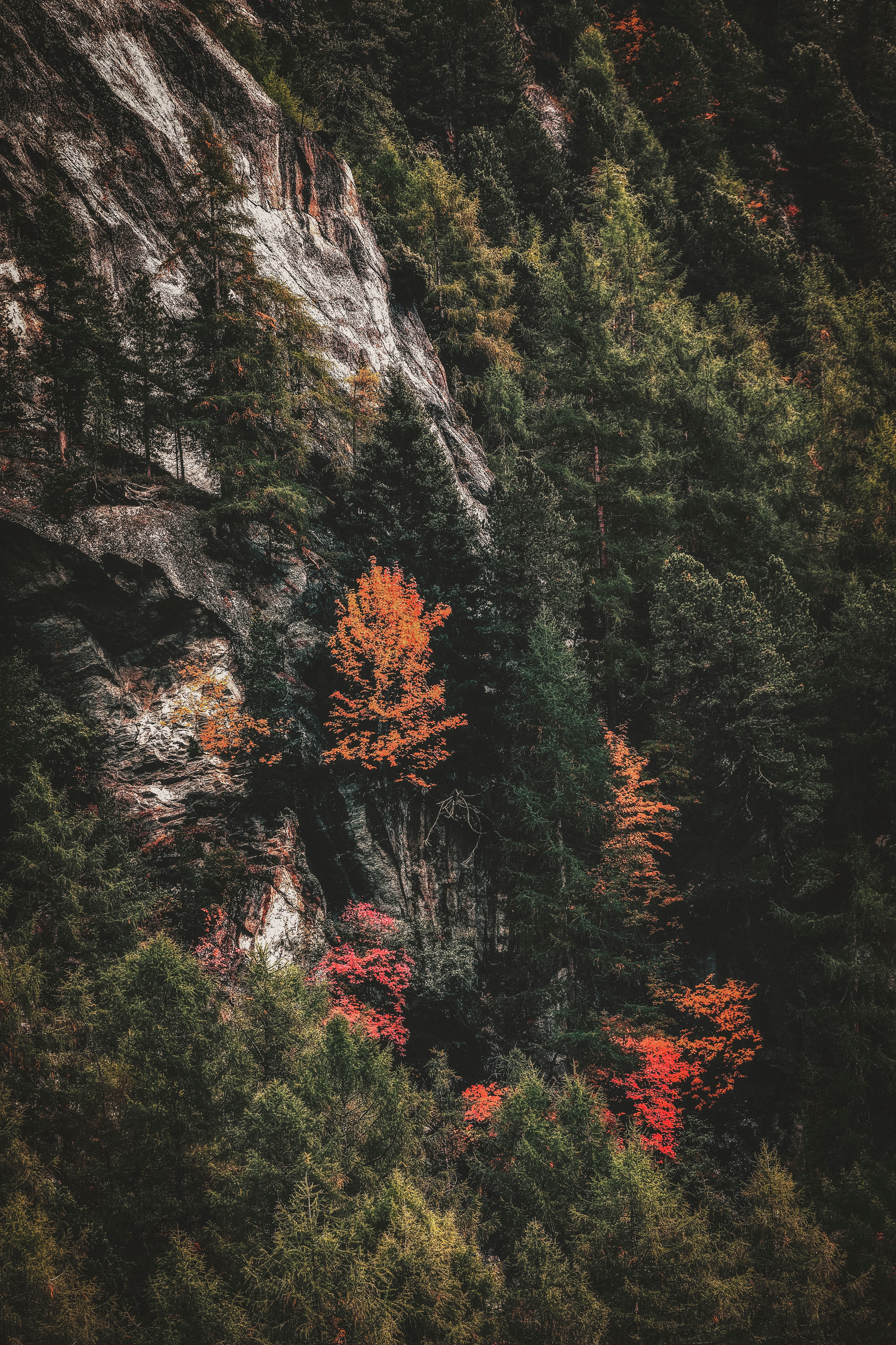 Free download wallpaper Nature, Rock, Forest, Slope, Trees on your PC desktop