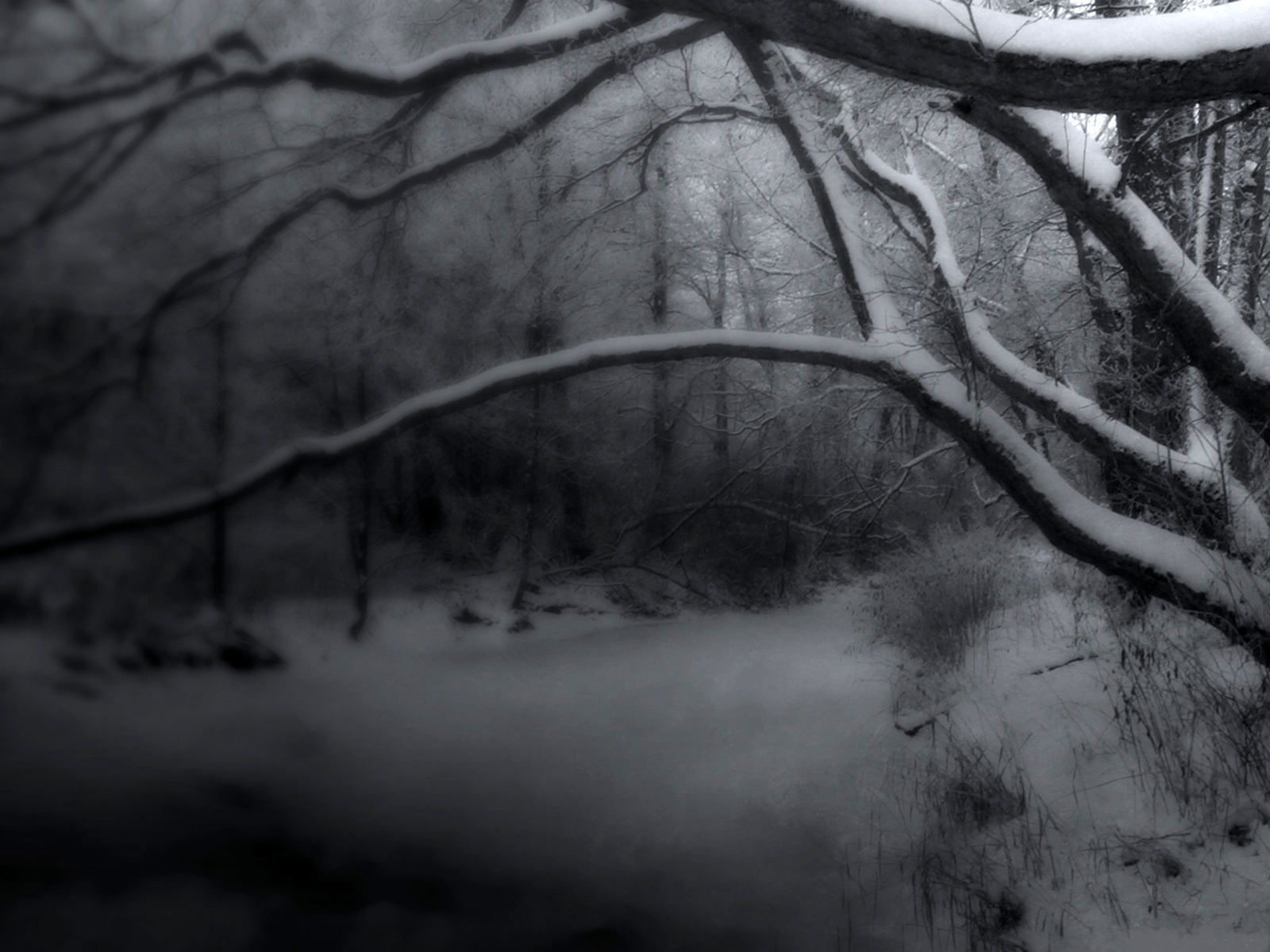 branch, earth, winter, black & white