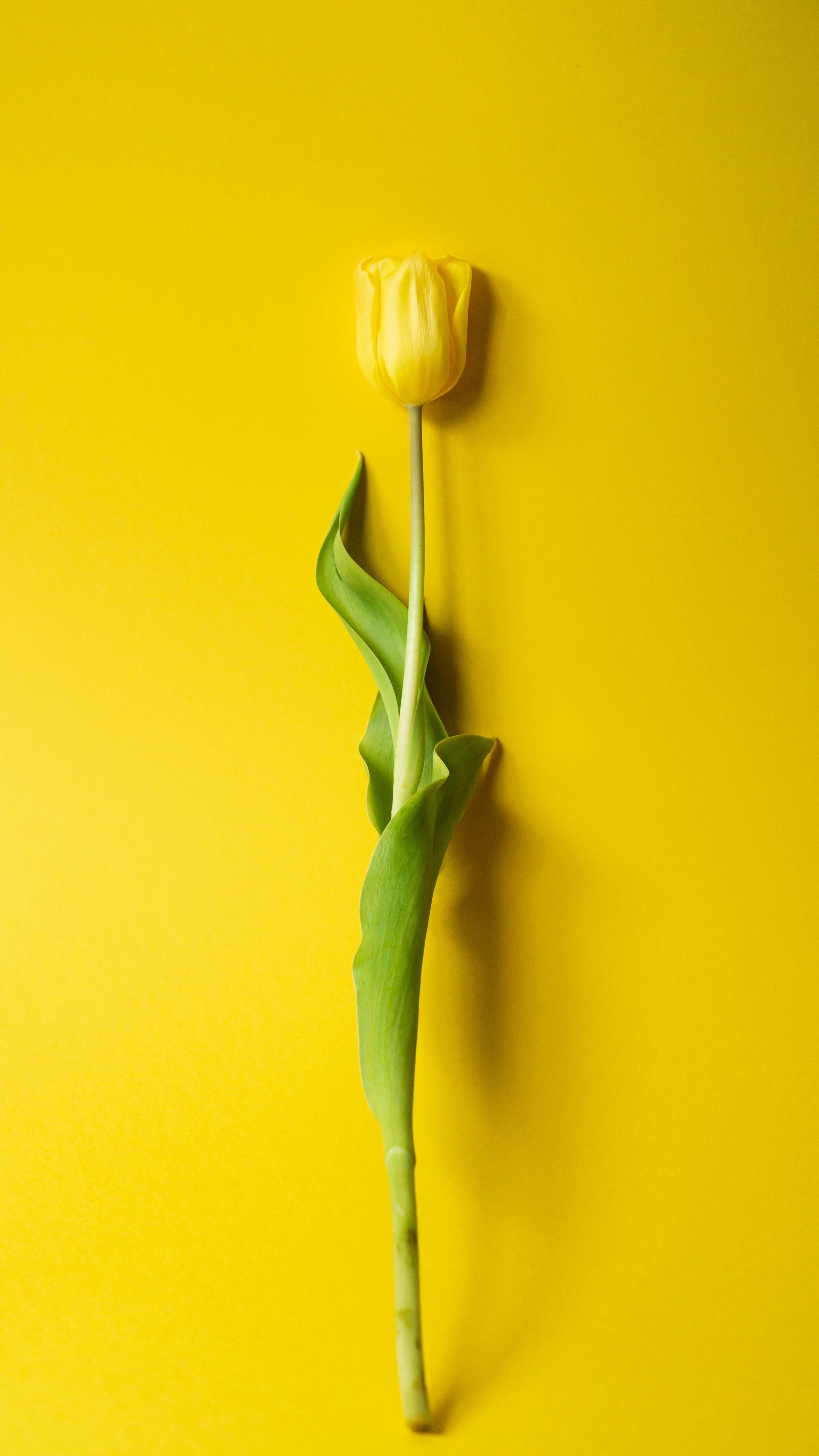 minimalism, flowers, yellow, flower, tulip Full HD