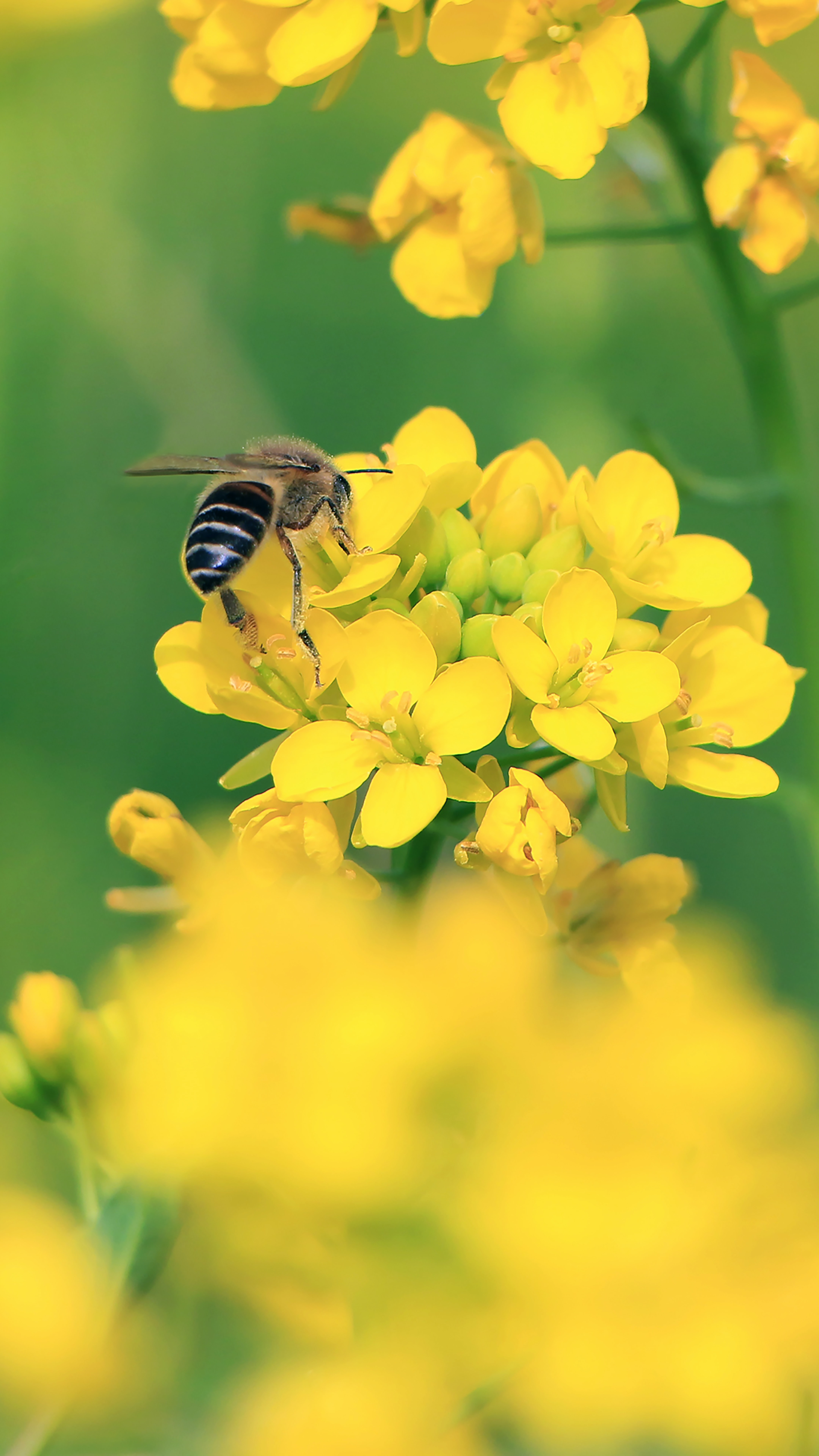 Download mobile wallpaper Yellow Flowers, Macro, Wings, Bee, Flowers for free.
