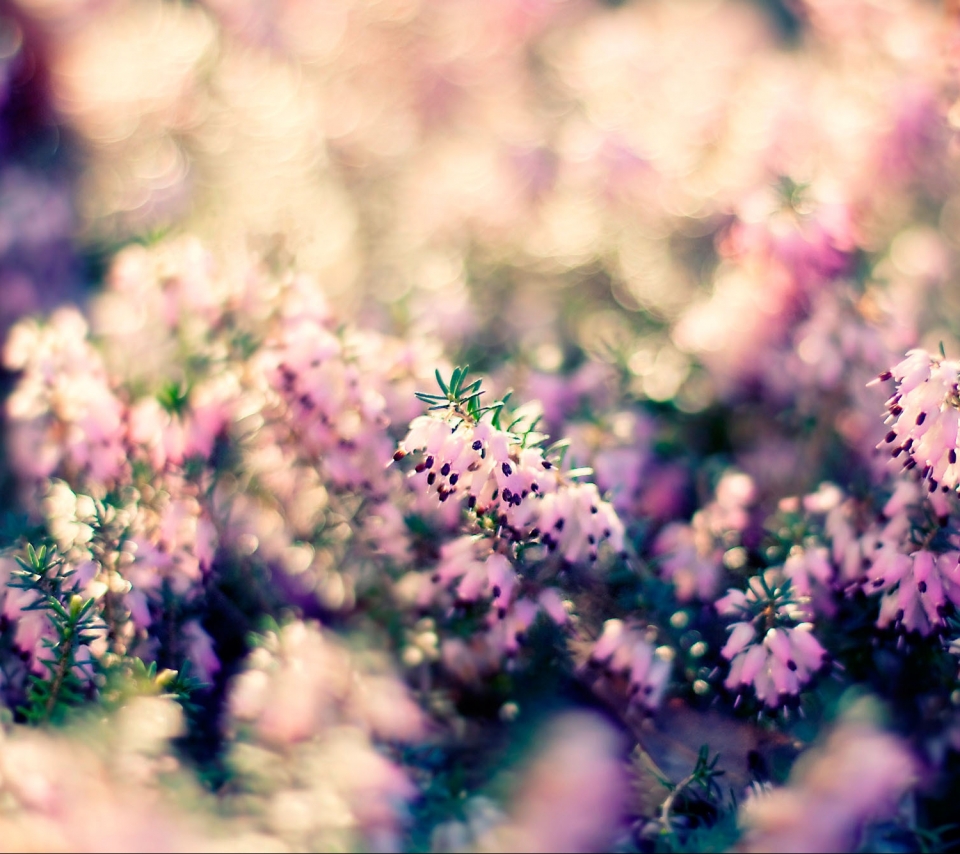 Download mobile wallpaper Nature, Flowers, Flower, Blur, Earth, Pink Flower for free.