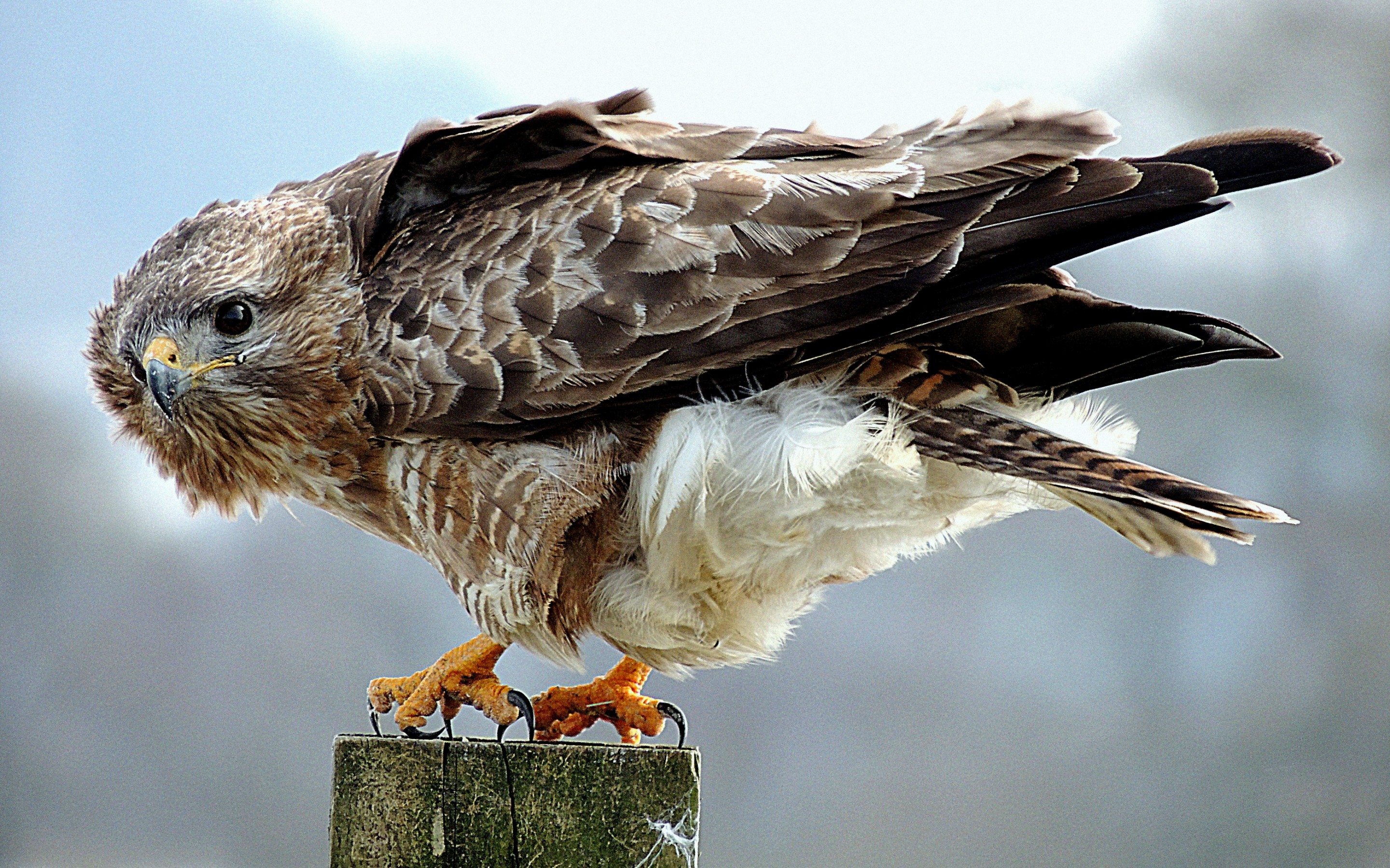 Download mobile wallpaper Hawk, Birds, Animal for free.