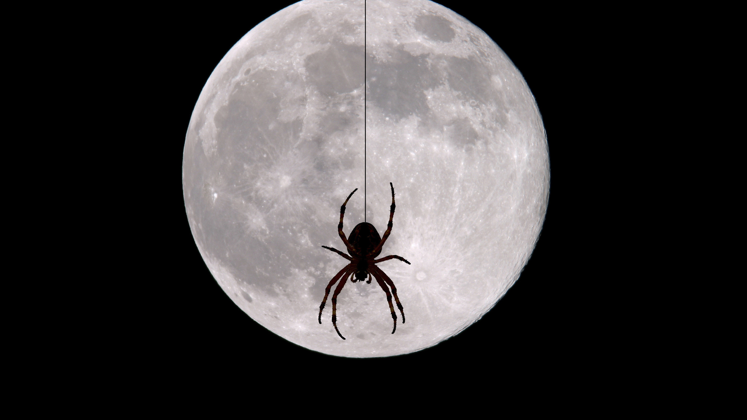 Download mobile wallpaper Halloween, Moon, Holiday, Spider for free.