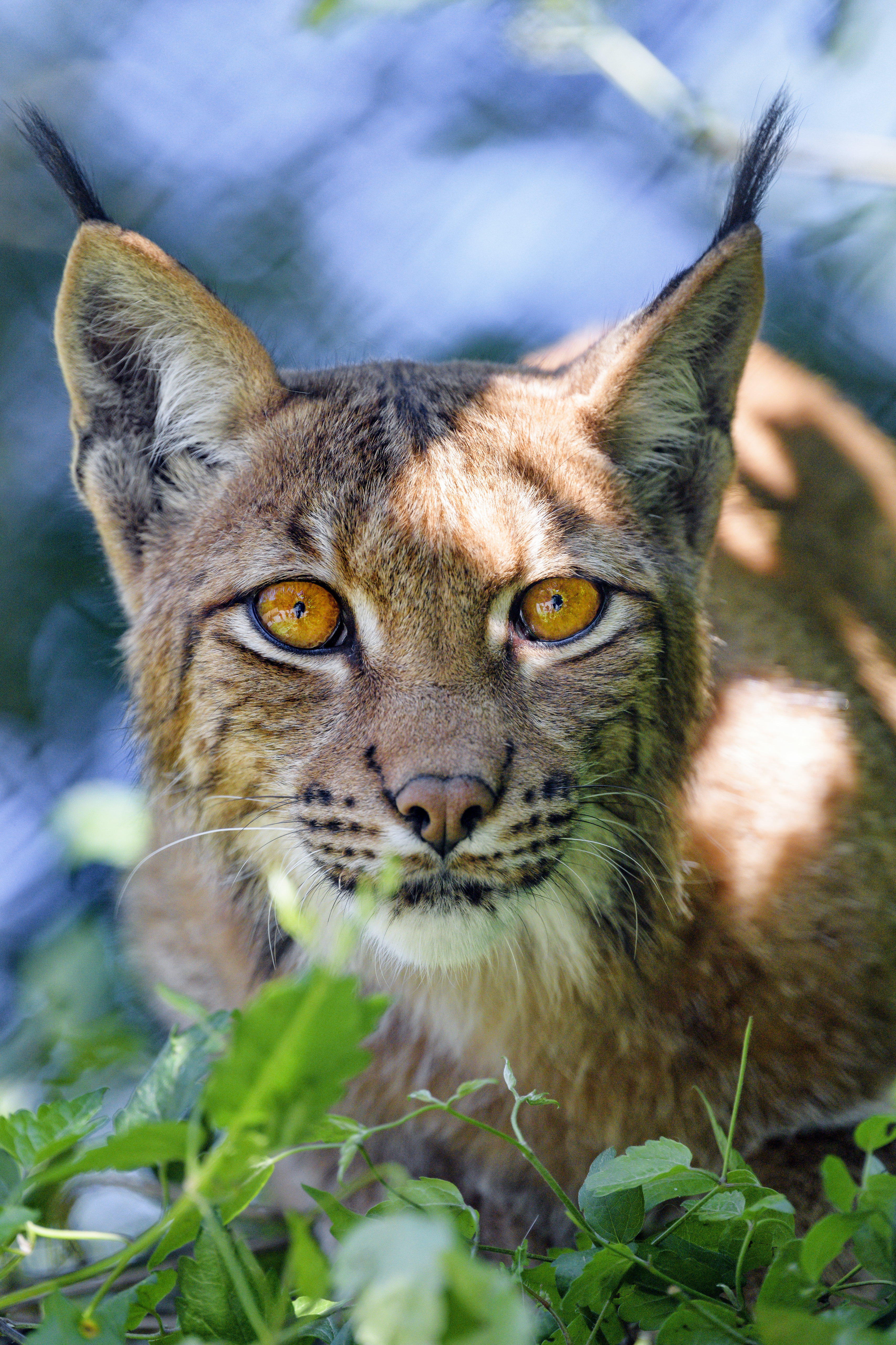 Download mobile wallpaper Sight, Iris, Muzzle, Opinion, Animals, Animal, Big Cat, Plant for free.