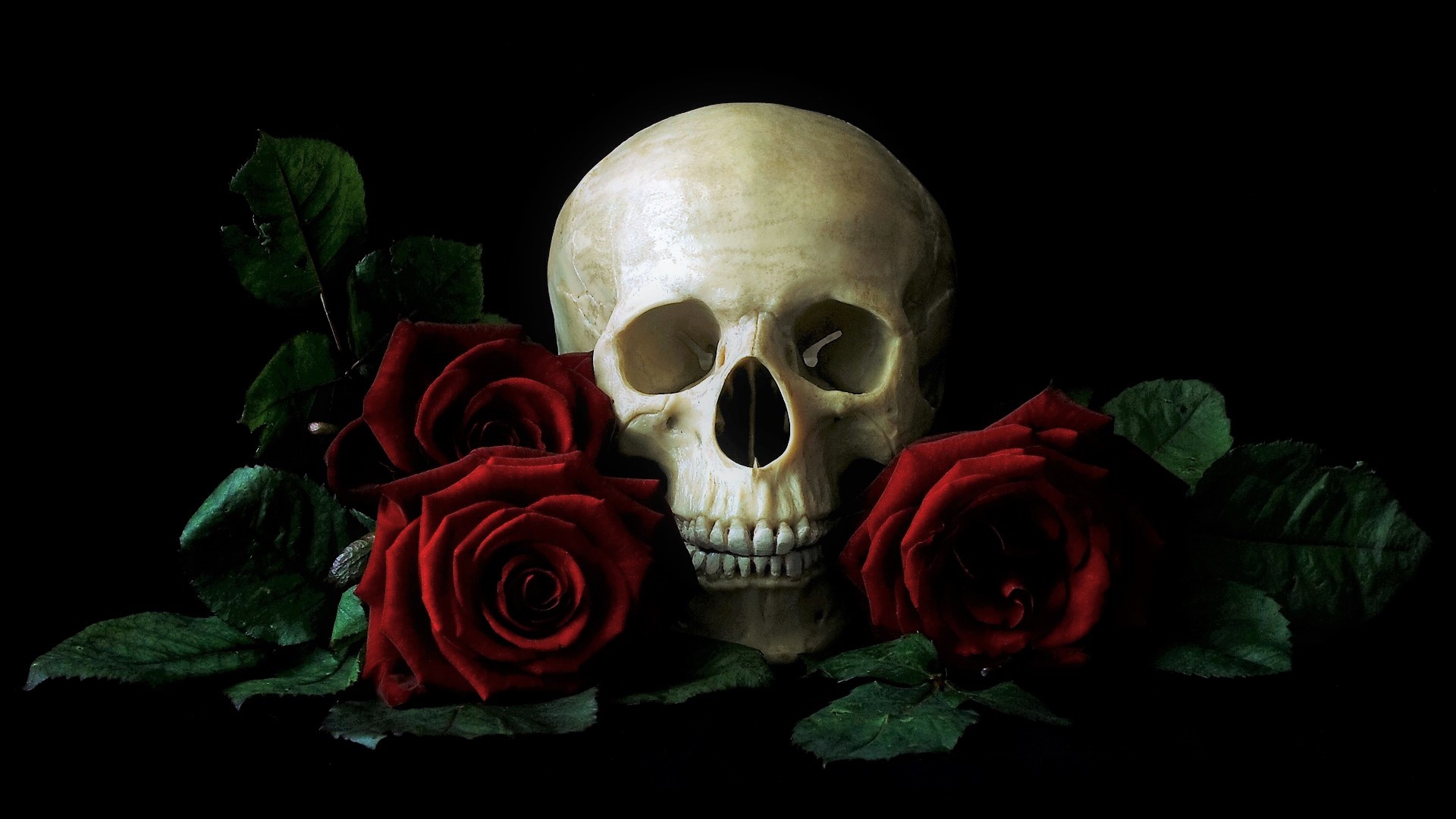 Téléchargez des papiers peints mobile Rose, Sombre, Crâne, Rose Rouge, Nature Morte gratuitement.