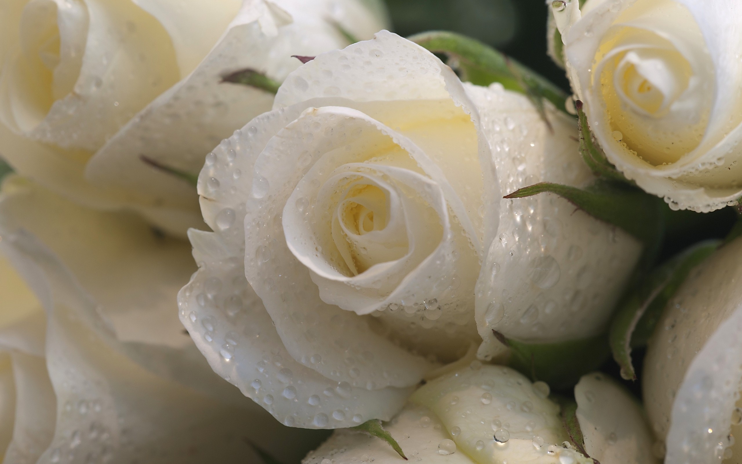Laden Sie das Pflanzen, Roses-Bild kostenlos auf Ihren PC-Desktop herunter
