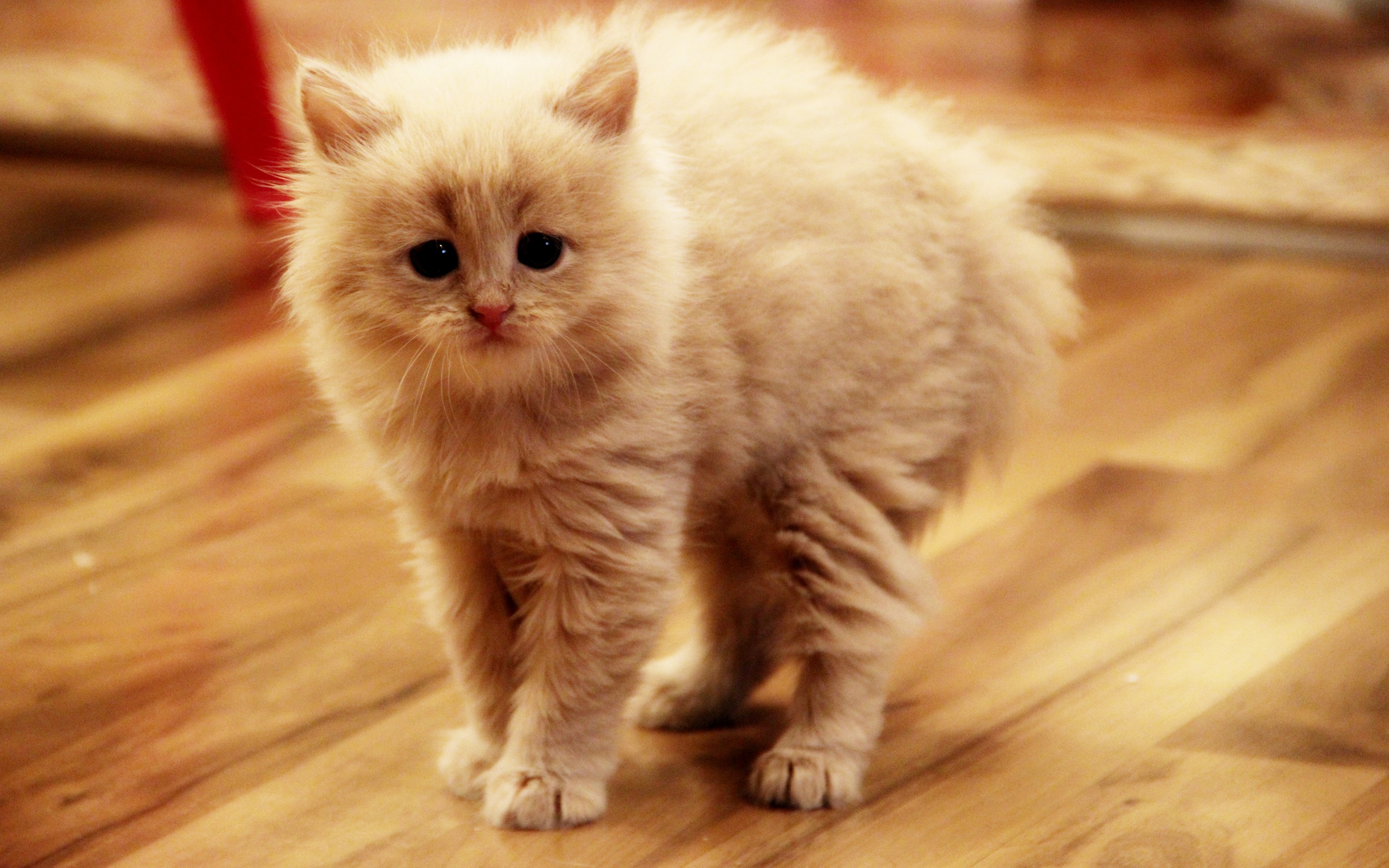 無料モバイル壁紙動物, ネコ, 猫をダウンロードします。