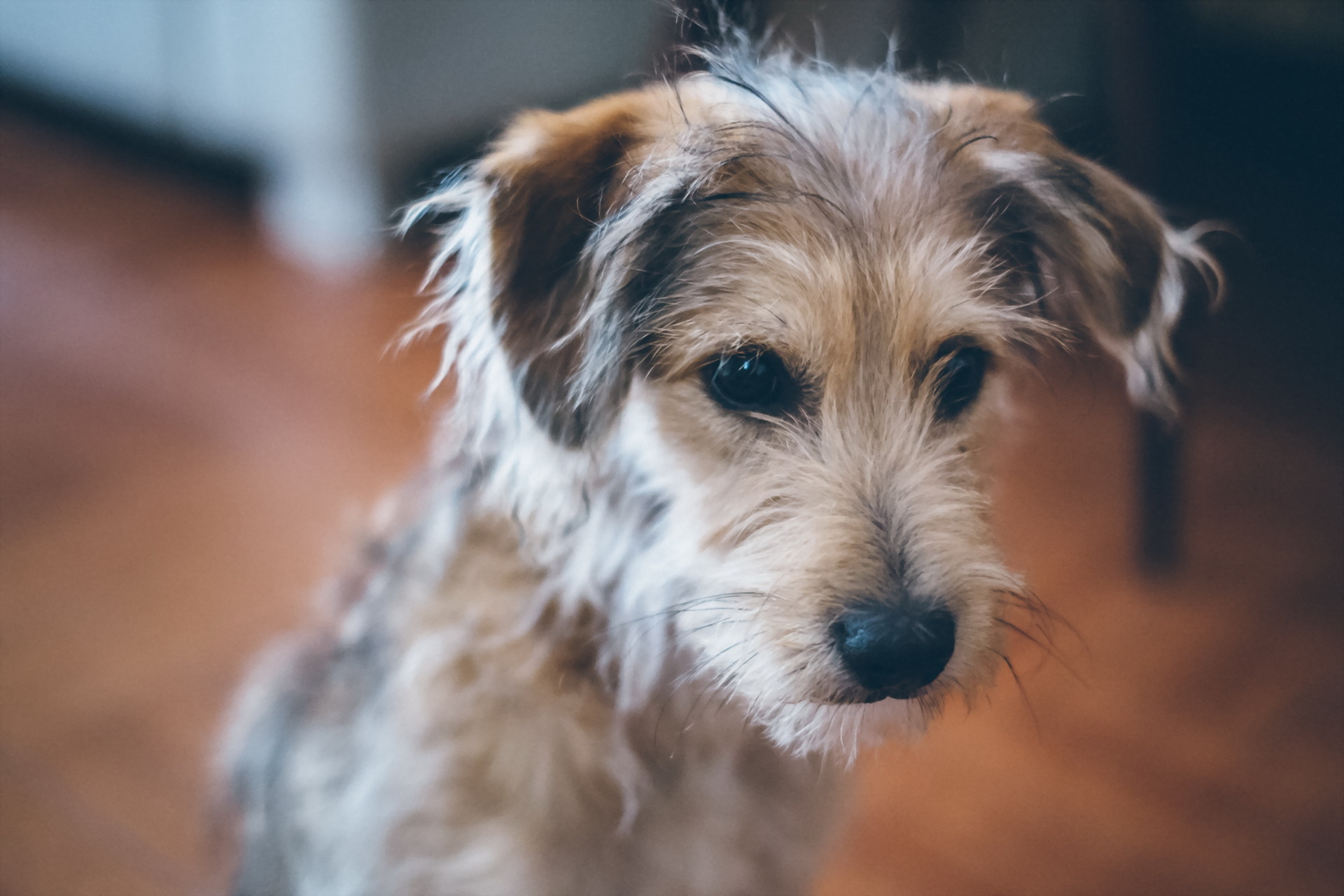 Téléchargez gratuitement l'image Animaux, Chiens, Chien, Museau, Chiot, Bébé Animal sur le bureau de votre PC