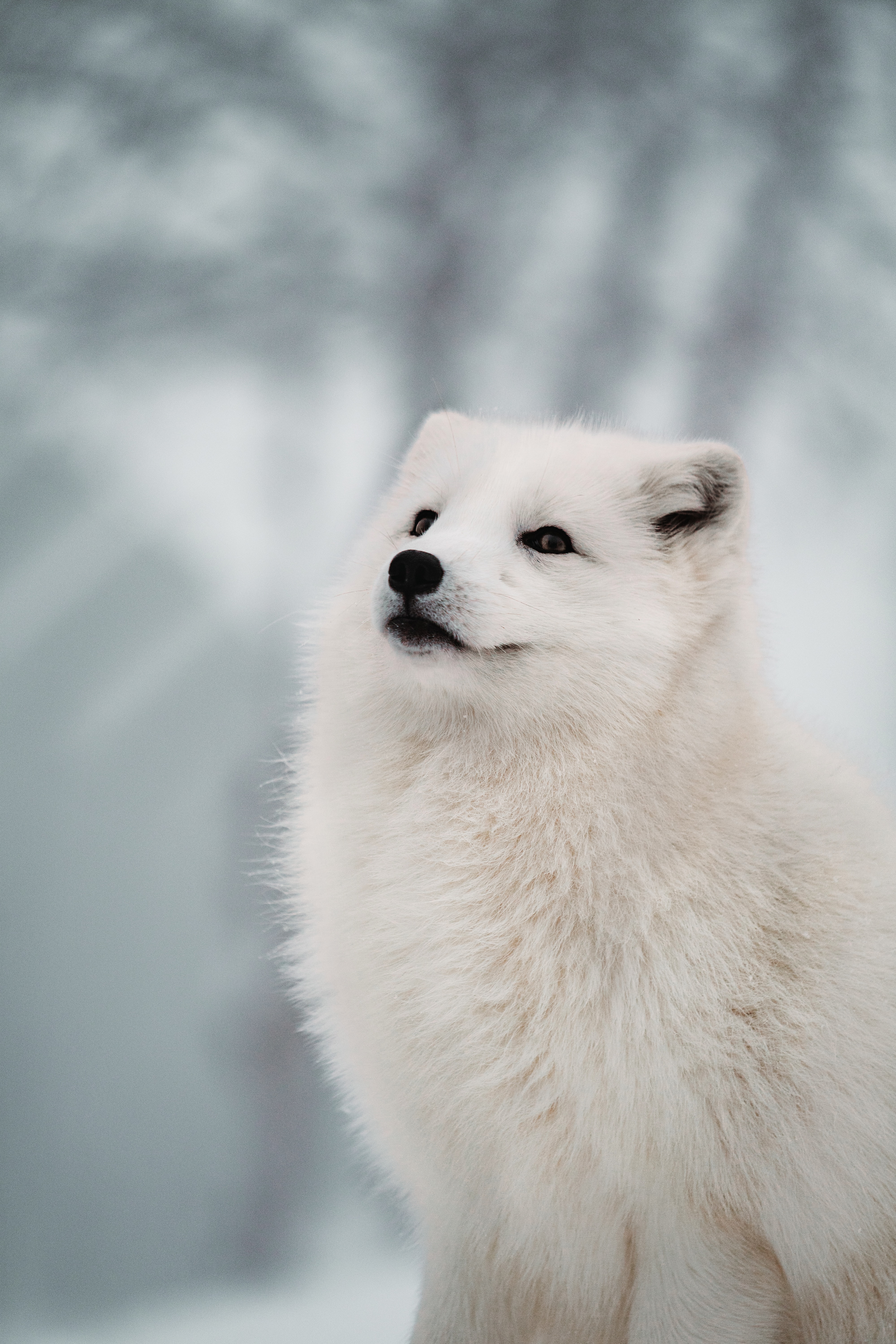 139234 télécharger le fond d'écran blanc, renard polaire, animaux, museau, muselière, un renard, renard, le renard arctique - économiseurs d'écran et images gratuitement