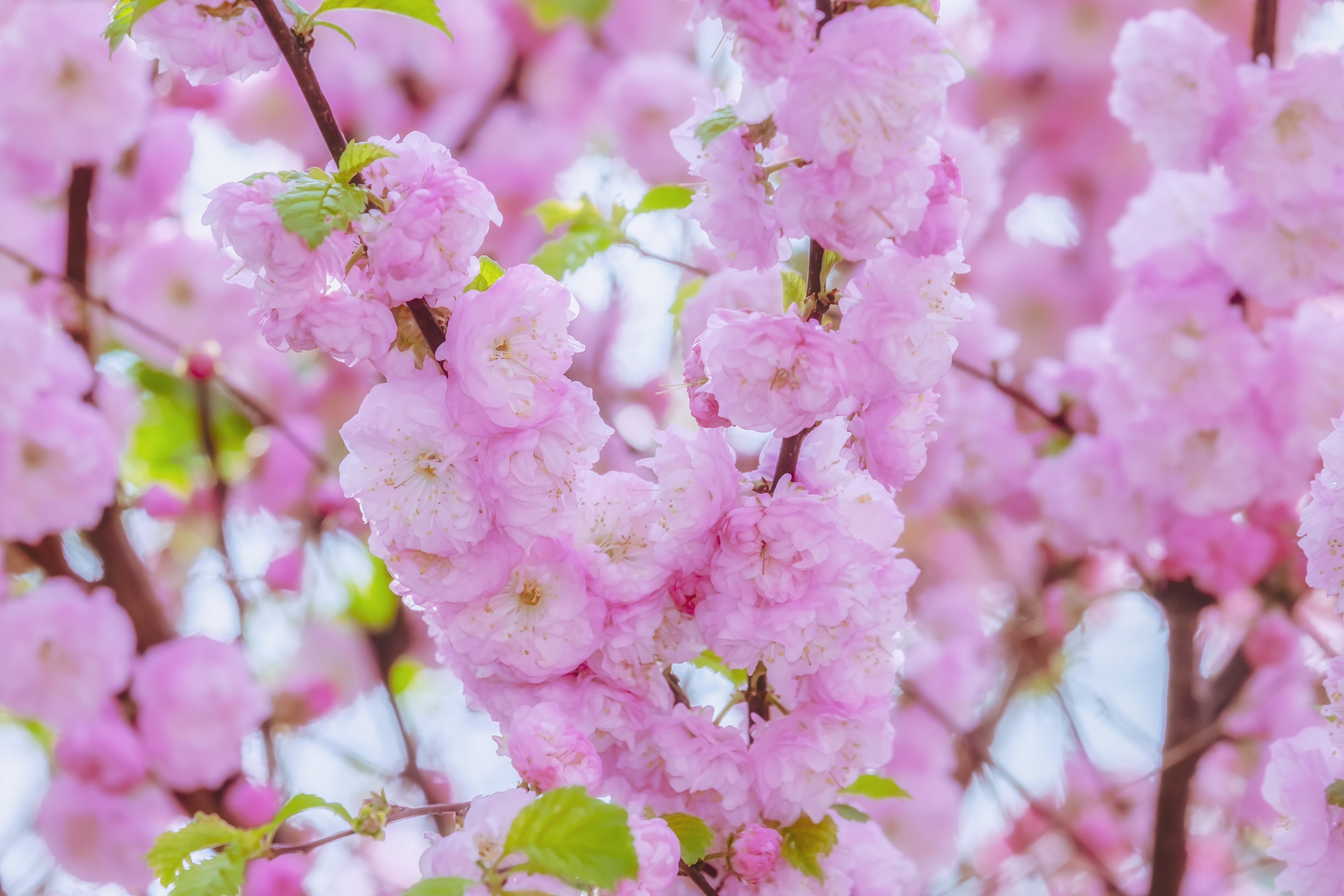 Download mobile wallpaper Nature, Flowers, Close Up, Earth, Spring, Blossom, Pink Flower for free.