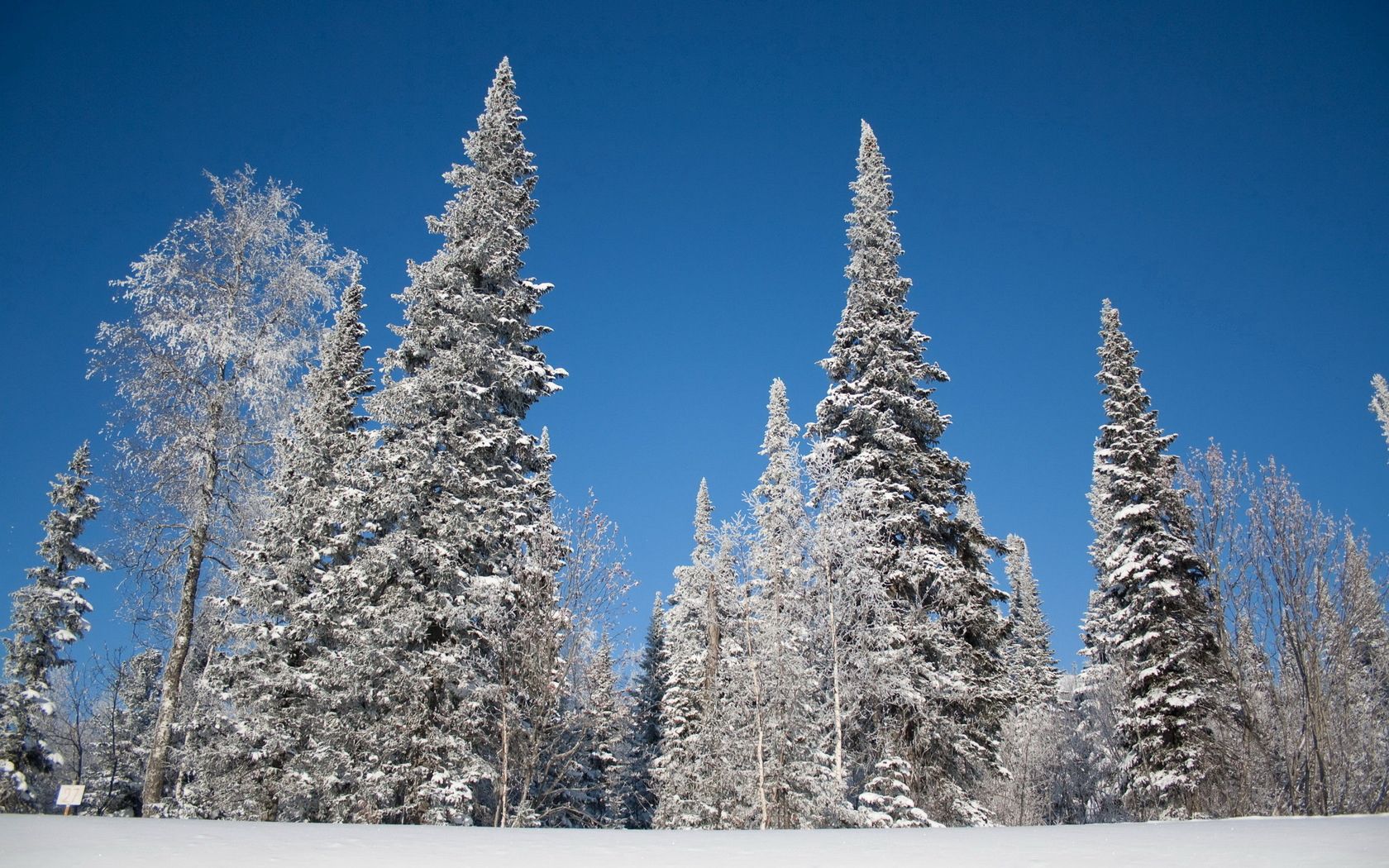 無料モバイル壁紙自然, 木, 雪, 霜, 食べた, 冬, スカイ, 風景をダウンロードします。