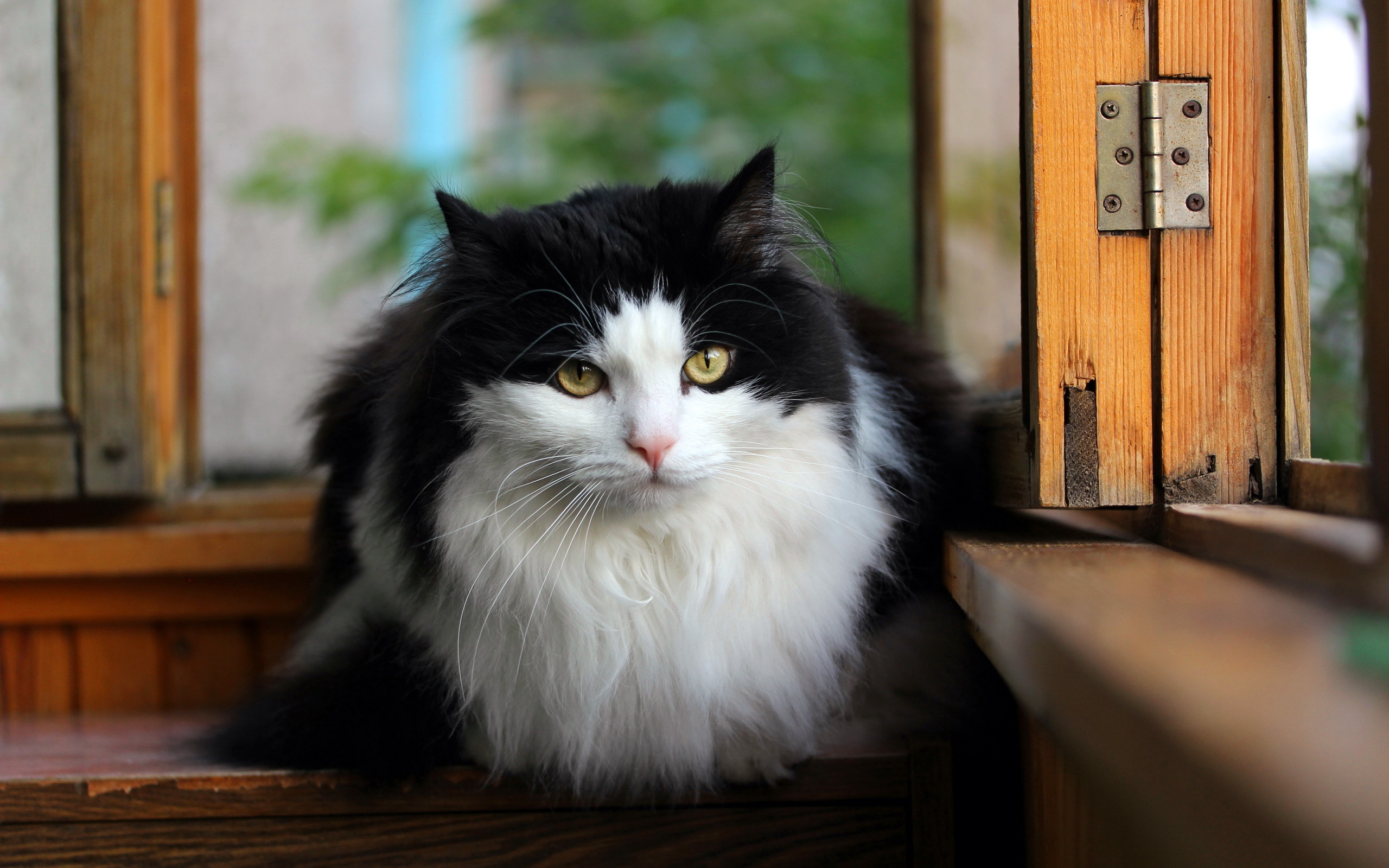 Baixar papel de parede para celular de Animais, Gatos, Gato gratuito.