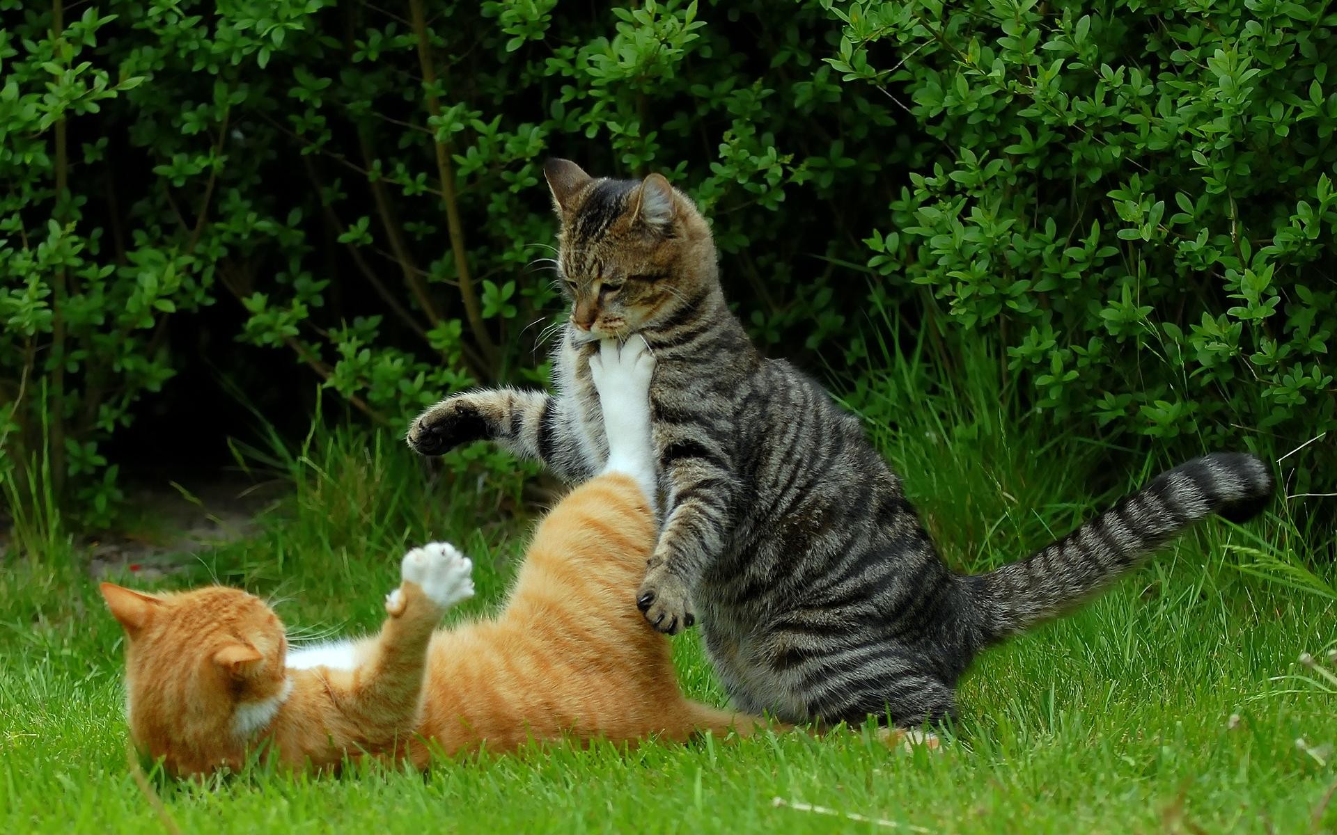 Скачать картинку Кошка, Животные, Кошки в телефон бесплатно.