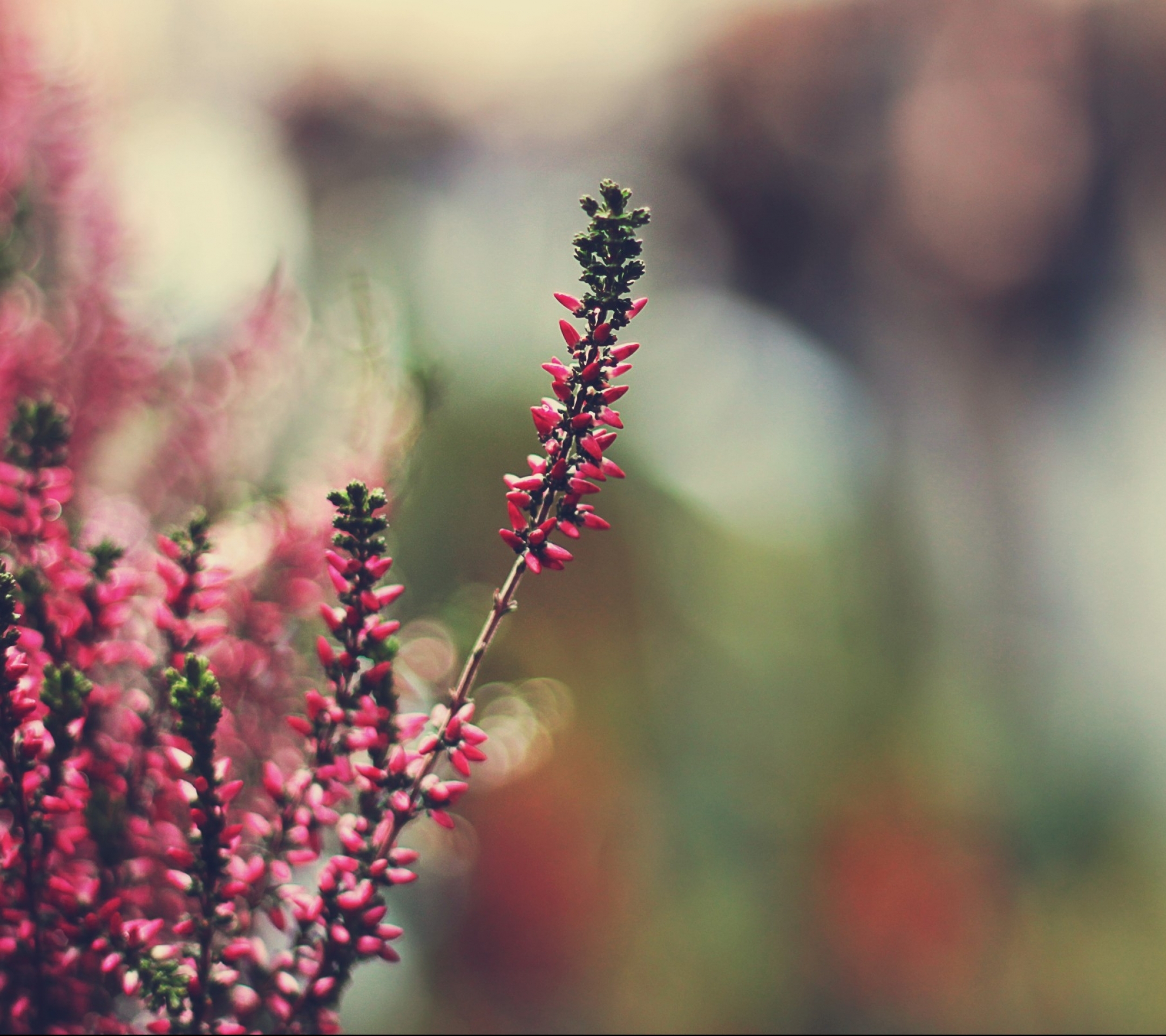 Descarga gratis la imagen Flores, Flor, Tierra/naturaleza en el escritorio de tu PC