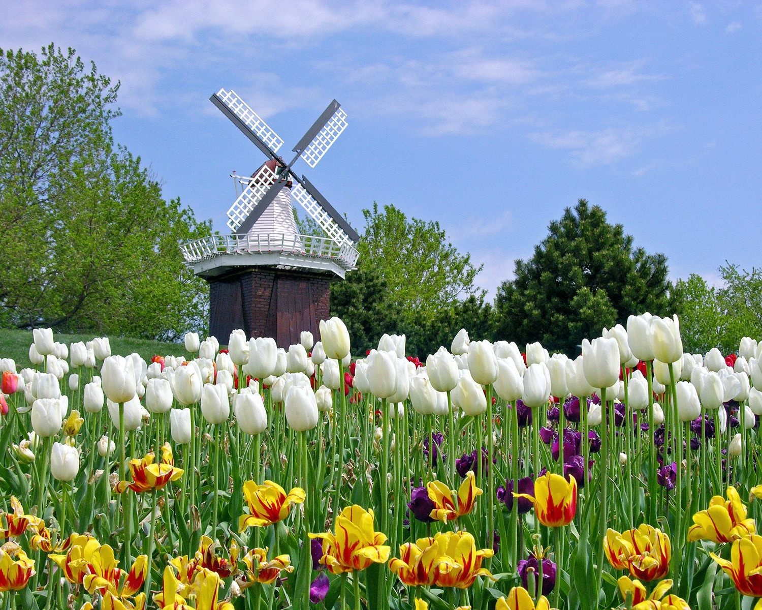 125601 descargar fondo de pantalla tulipanes, flores, naturaleza, campo, molino: protectores de pantalla e imágenes gratis