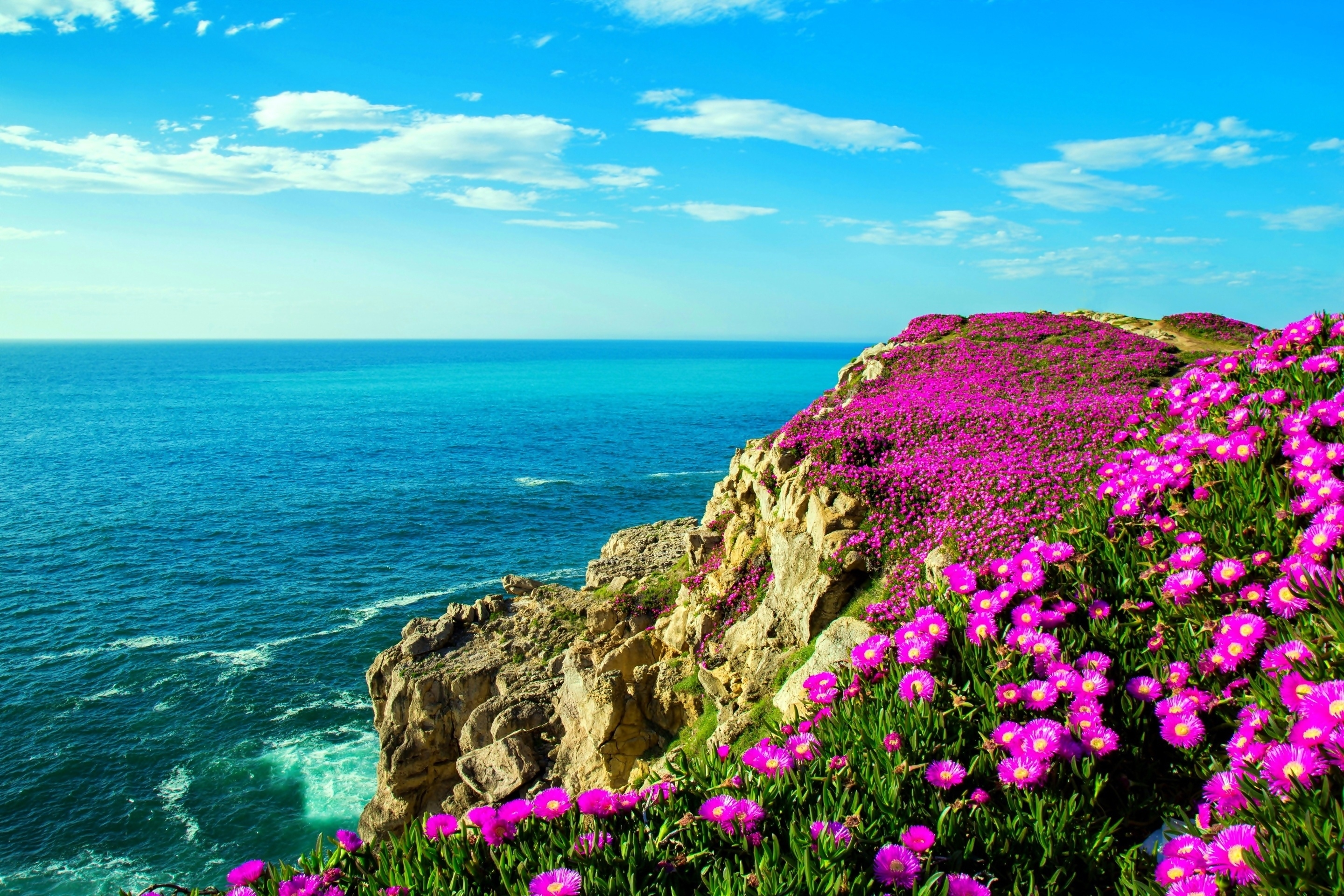 Скачать картинку Море, Цветок, Океан, Береговая Линия, Земля/природа в телефон бесплатно.