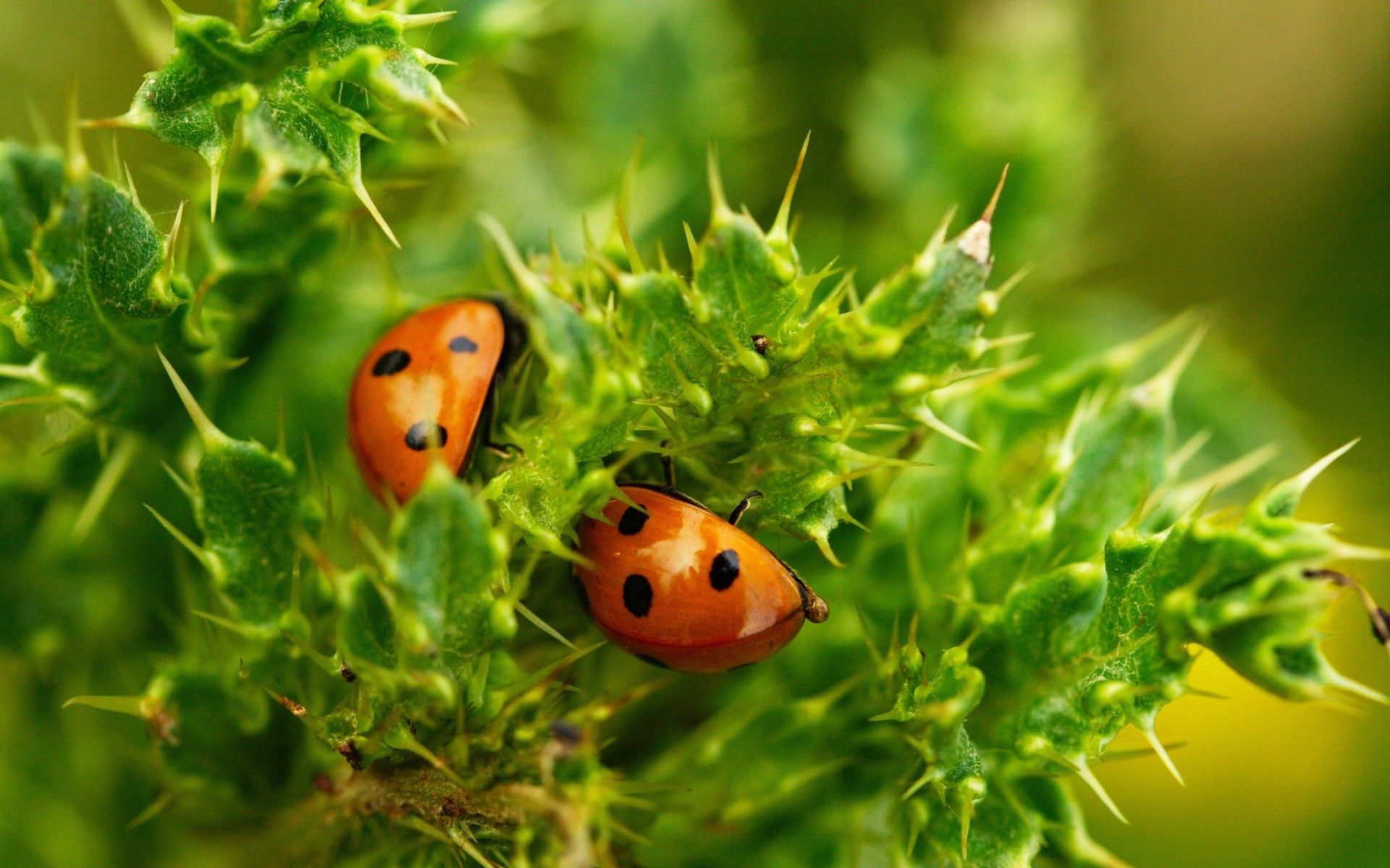 Free download wallpaper Plant, Macro, Insect, Ladybugs on your PC desktop