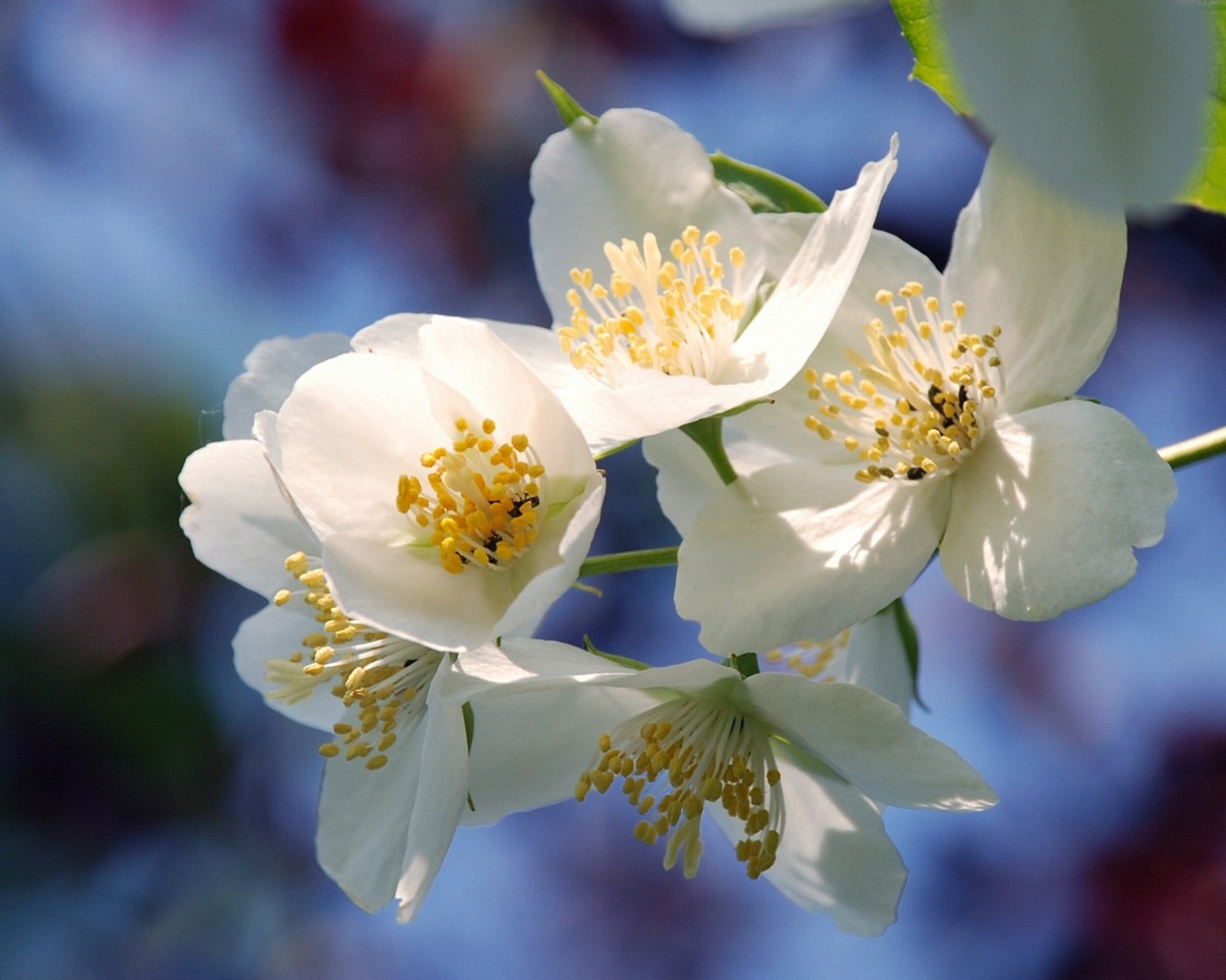 Laden Sie das Blume, Blüte, Erde/natur-Bild kostenlos auf Ihren PC-Desktop herunter