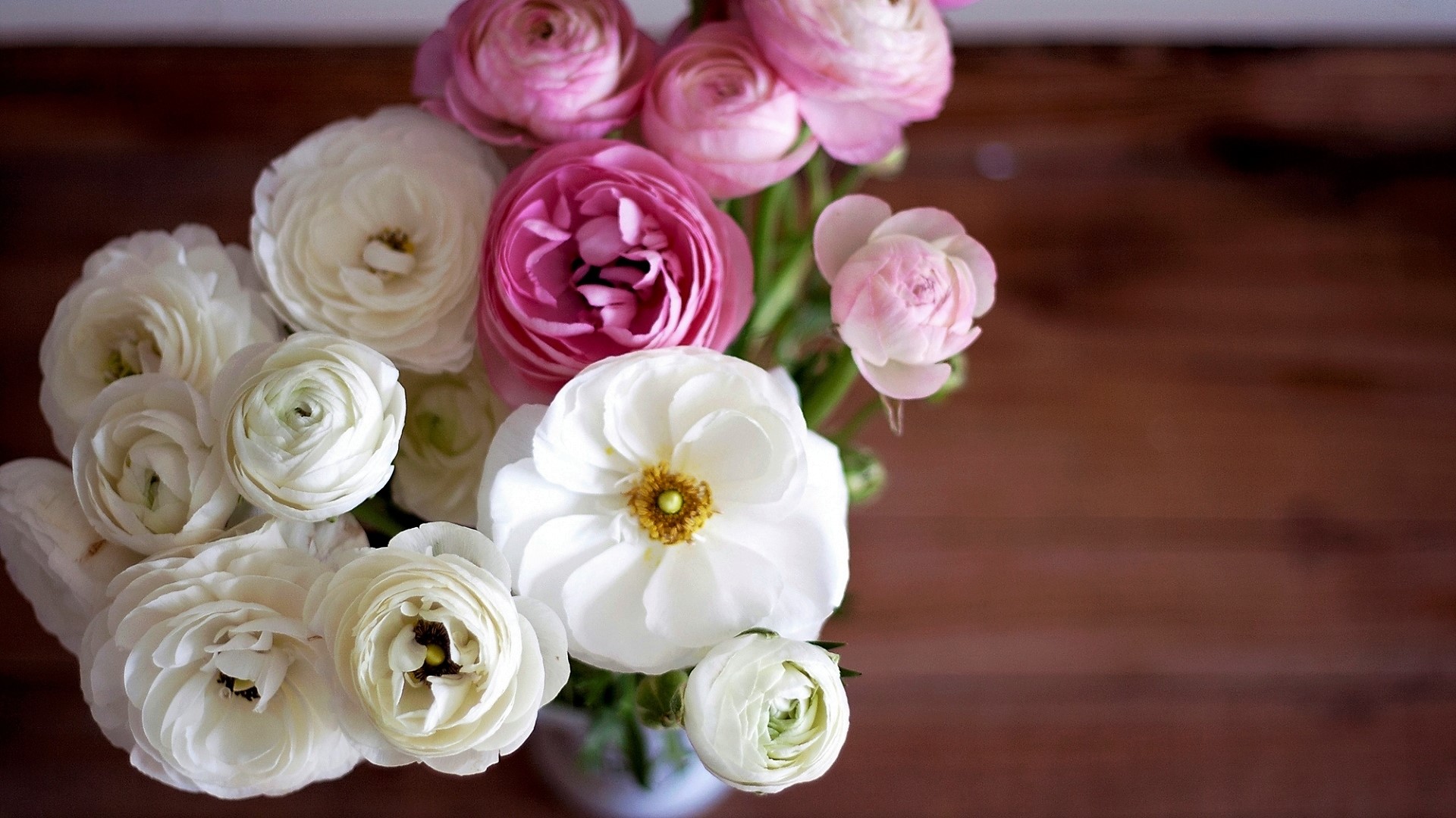 無料モバイル壁紙花, 地球, 白い花, マンメイド, ピンクの花, ラナンキュラをダウンロードします。