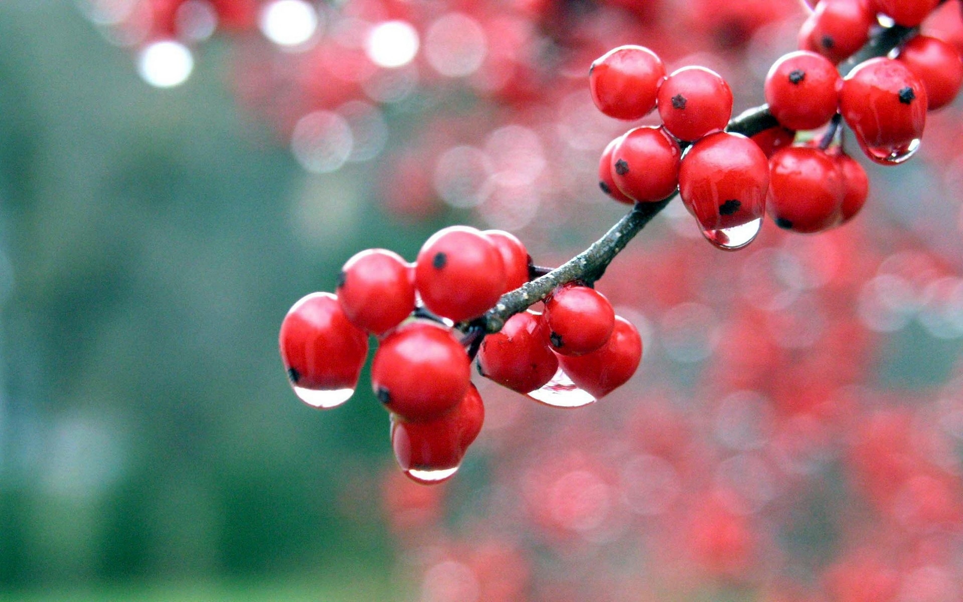 Download mobile wallpaper Plants, Berries, Fruits for free.