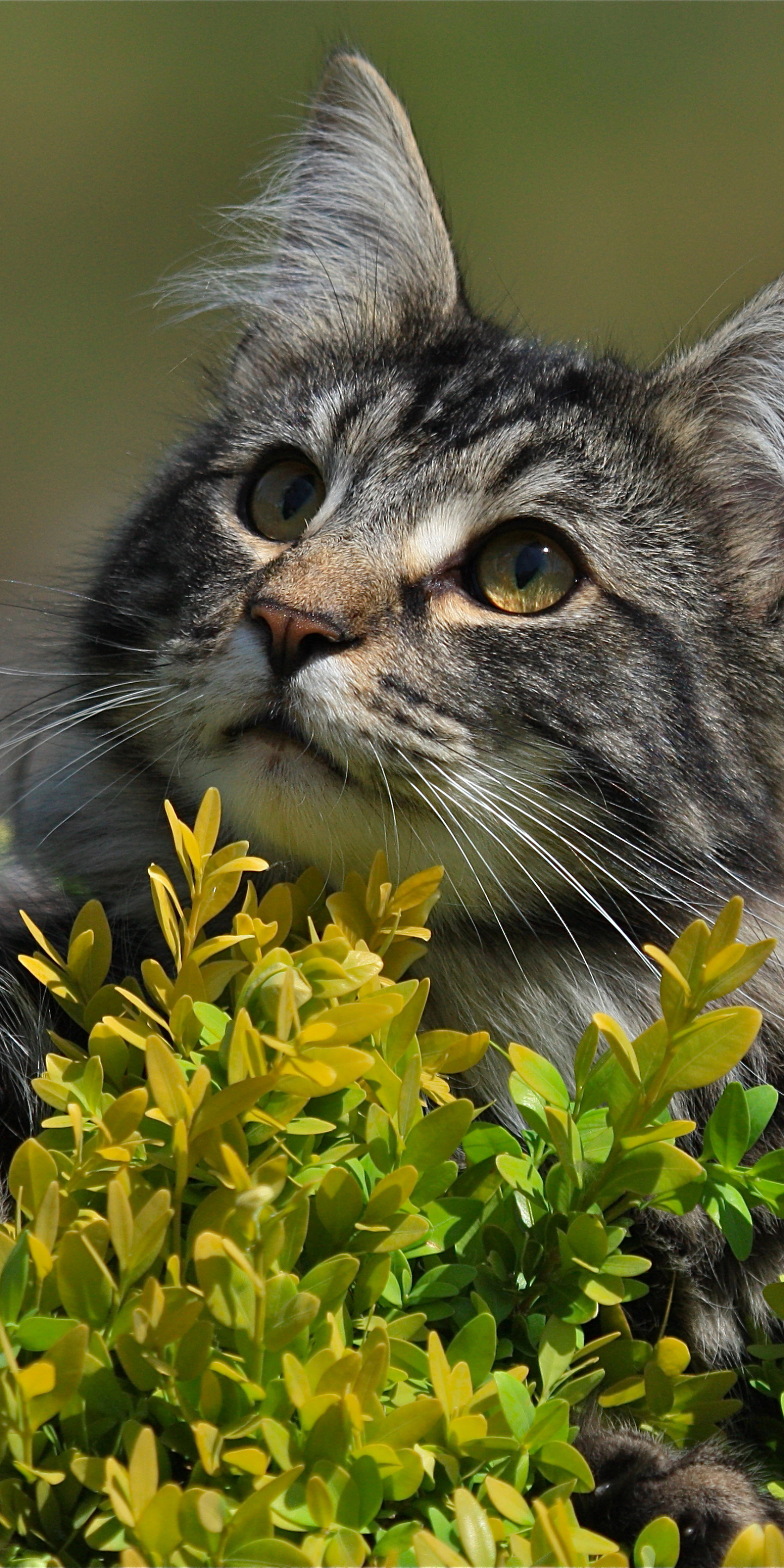 Handy-Wallpaper Tiere, Katzen, Katze kostenlos herunterladen.