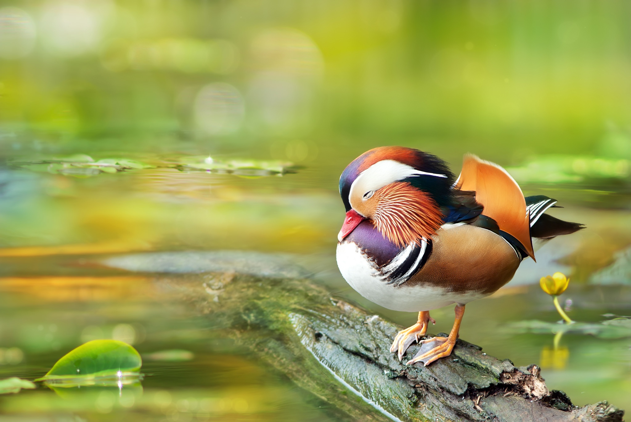 Free download wallpaper Birds, Bird, Animal, Duck, Mandarin Duck on your PC desktop