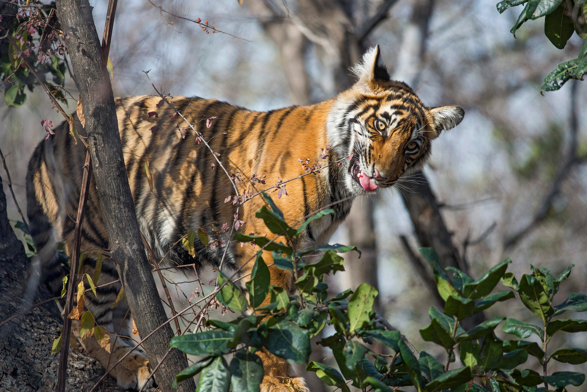 Descarga gratuita de fondo de pantalla para móvil de Animales, Gatos, Tigre.