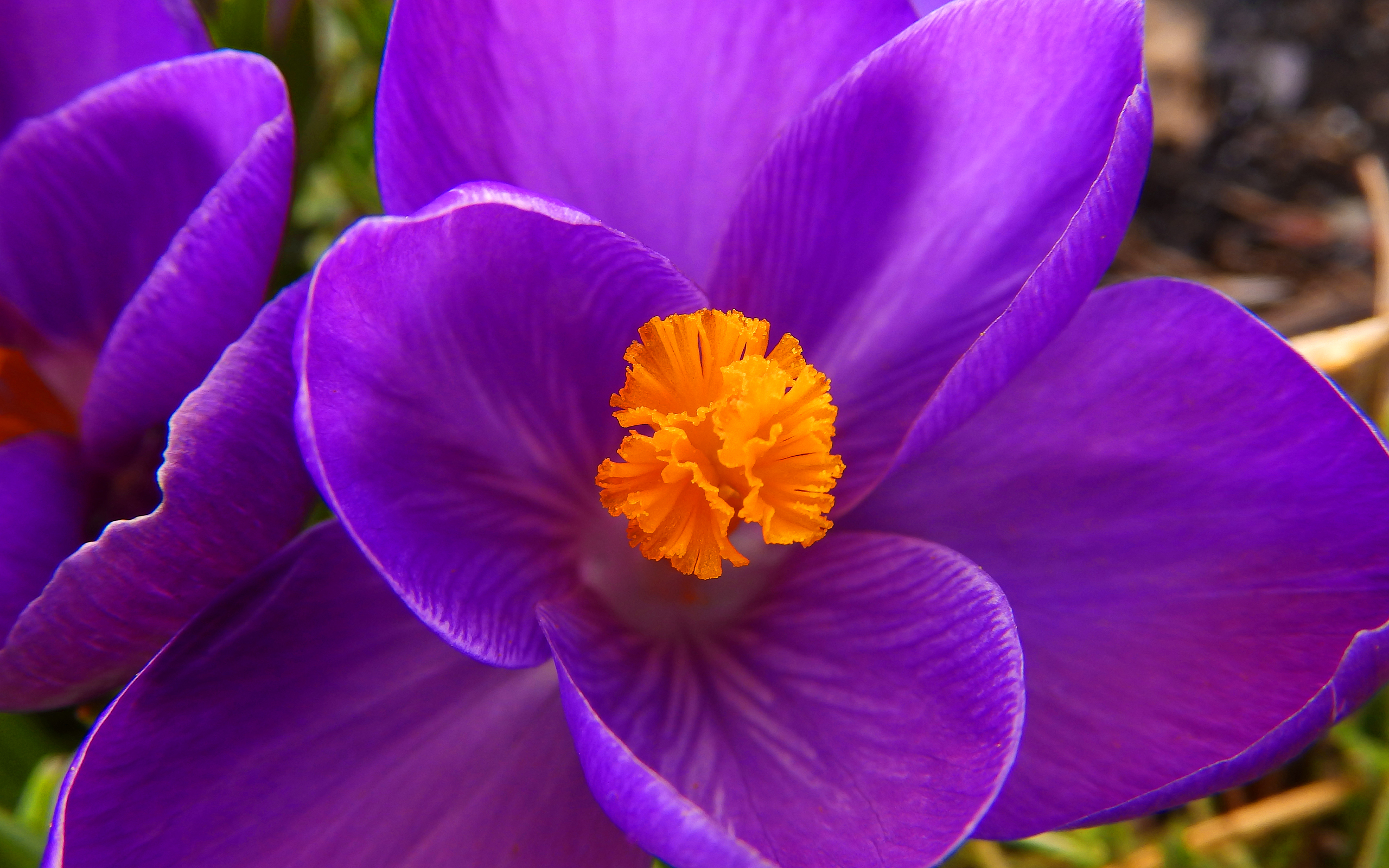 Free download wallpaper Nature, Flowers, Flower, Plant, Earth, Crocus on your PC desktop