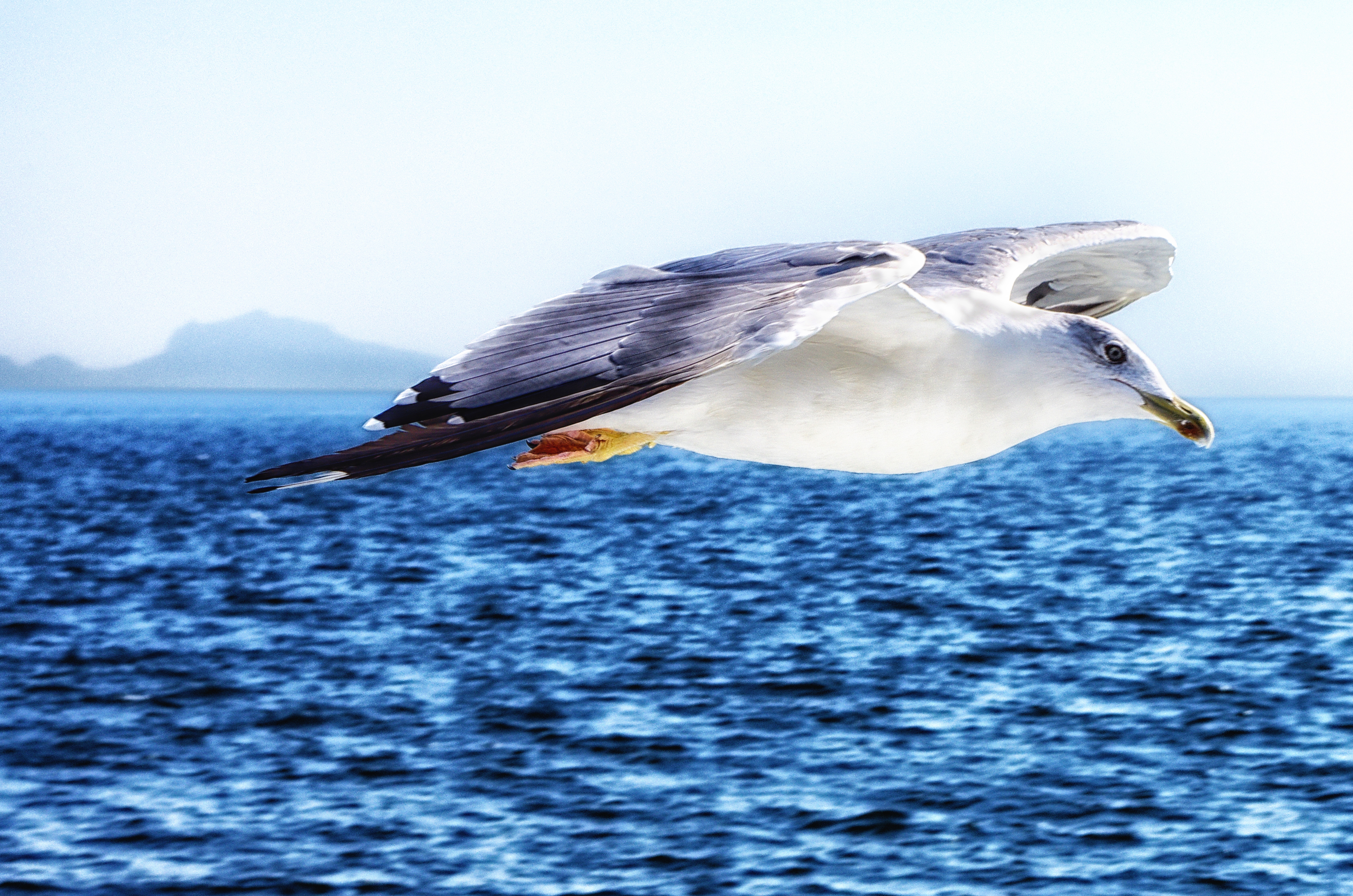 Free download wallpaper Birds, Sea, Italy, Bird, Flight, Animal, Seagull on your PC desktop