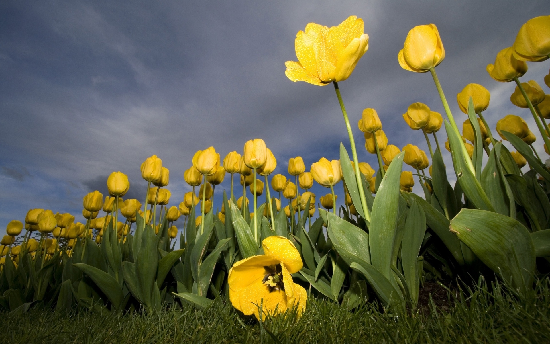Free download wallpaper Plants, Flowers, Sky, Tulips on your PC desktop