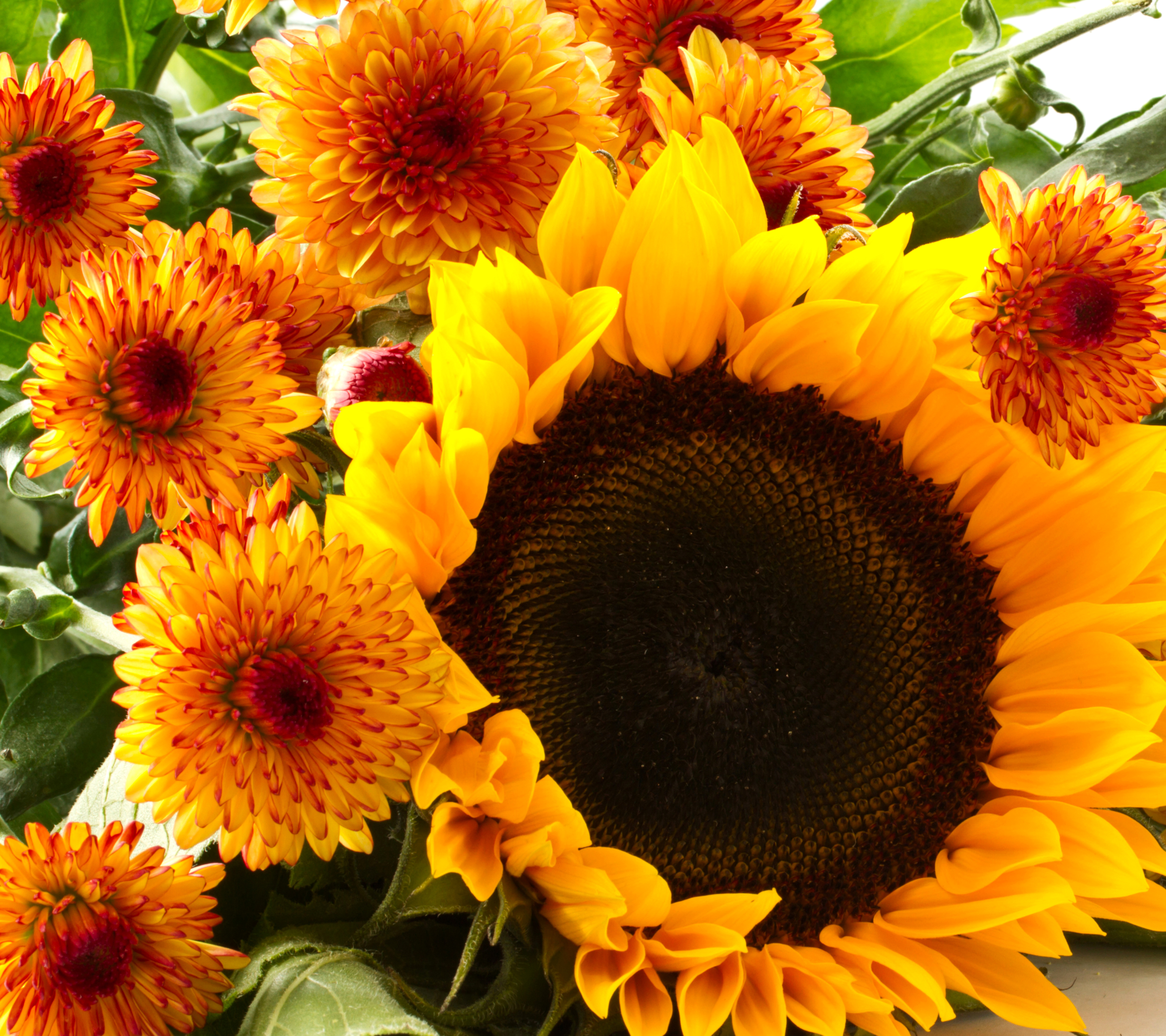 Download mobile wallpaper Nature, Flowers, Flower, Earth, Sunflower, Yellow Flower for free.