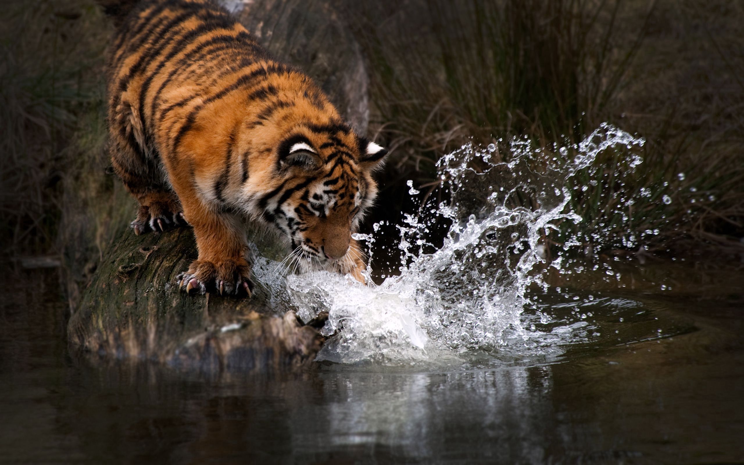 Скачать обои бесплатно Животные, Всплеск, Вода, Хищник, Тигр картинка на рабочий стол ПК