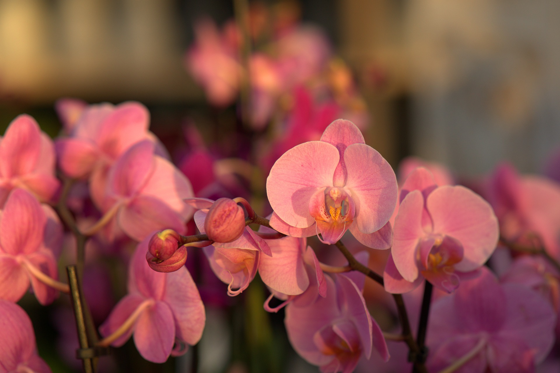 Baixar papel de parede para celular de Flores, Orquídea, Terra/natureza gratuito.