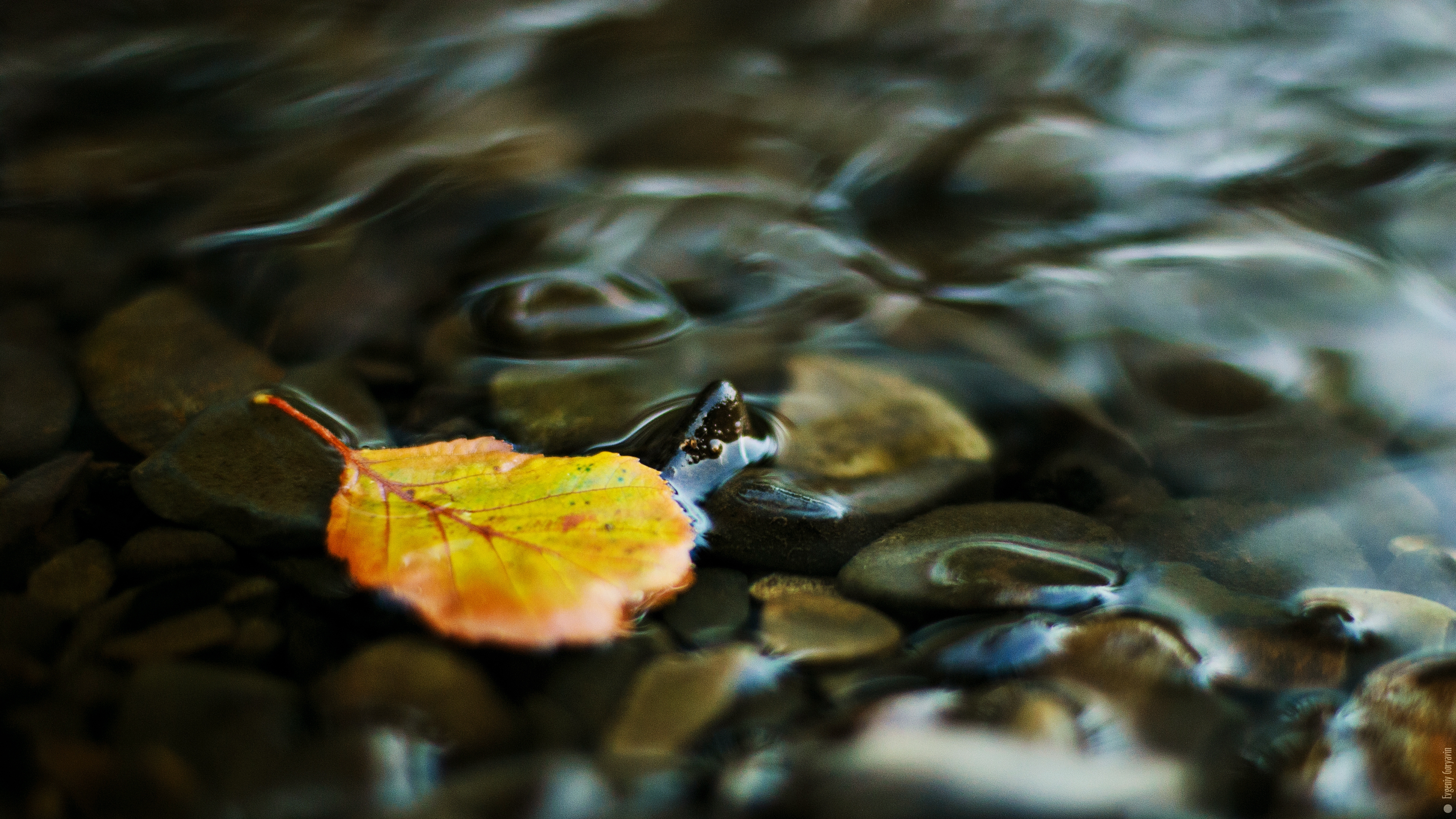 nature, water, stones, yellow, transparent, sheet, leaf, creek, brook, pebbles phone background