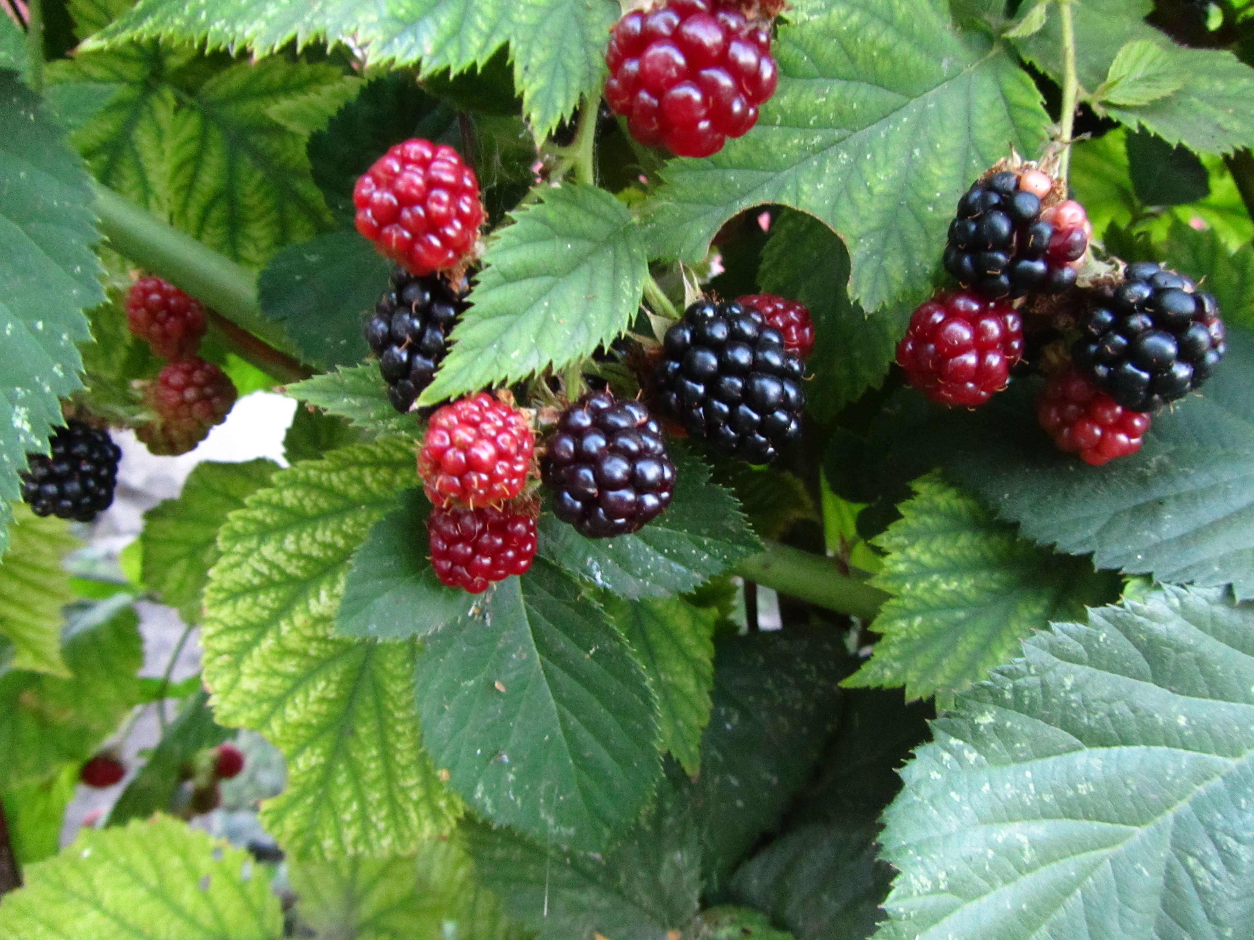 Free download wallpaper Food, Berry on your PC desktop