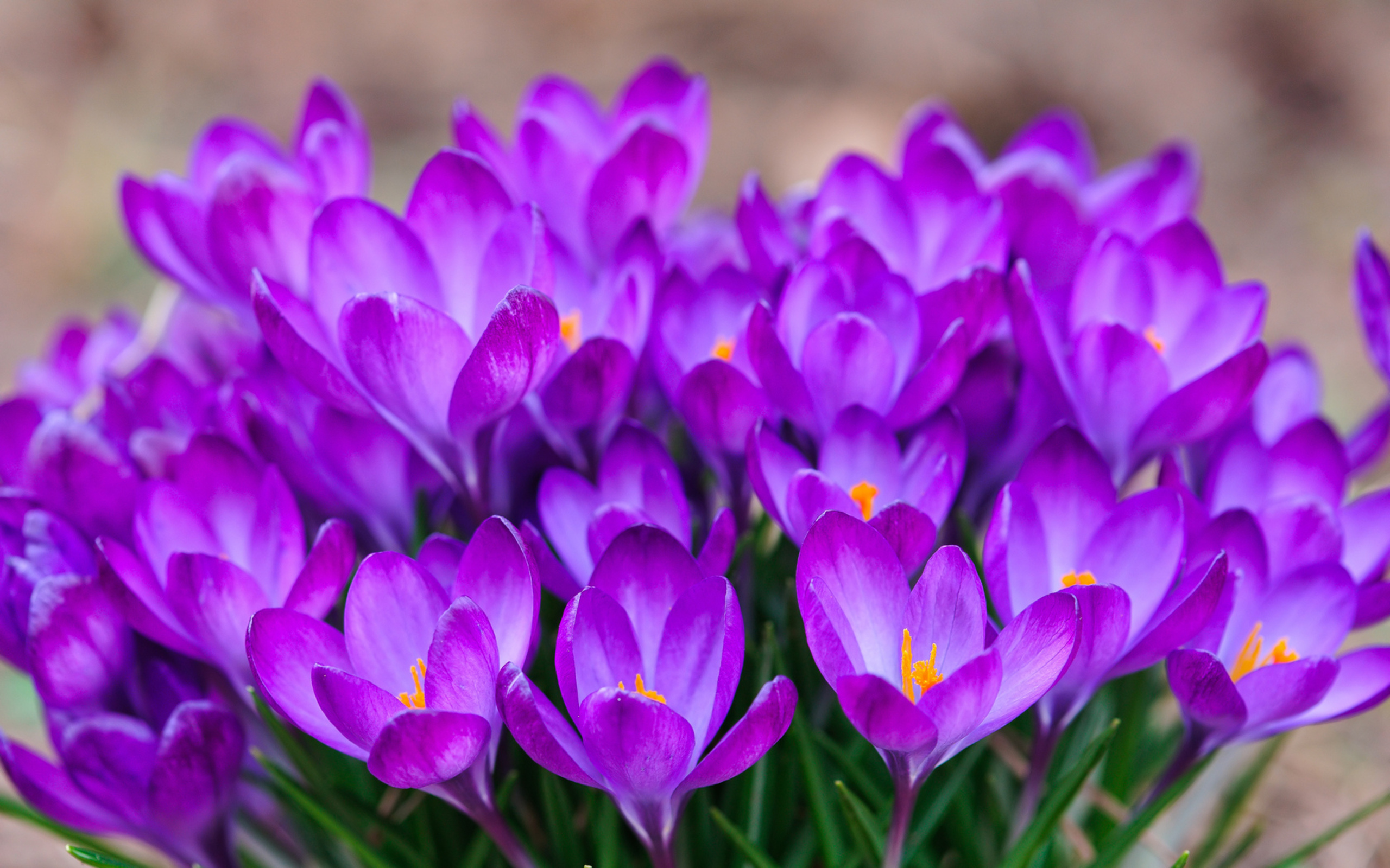 無料モバイル壁紙クロッカス, 紫色の花, フラワーズ, 花, 地球をダウンロードします。