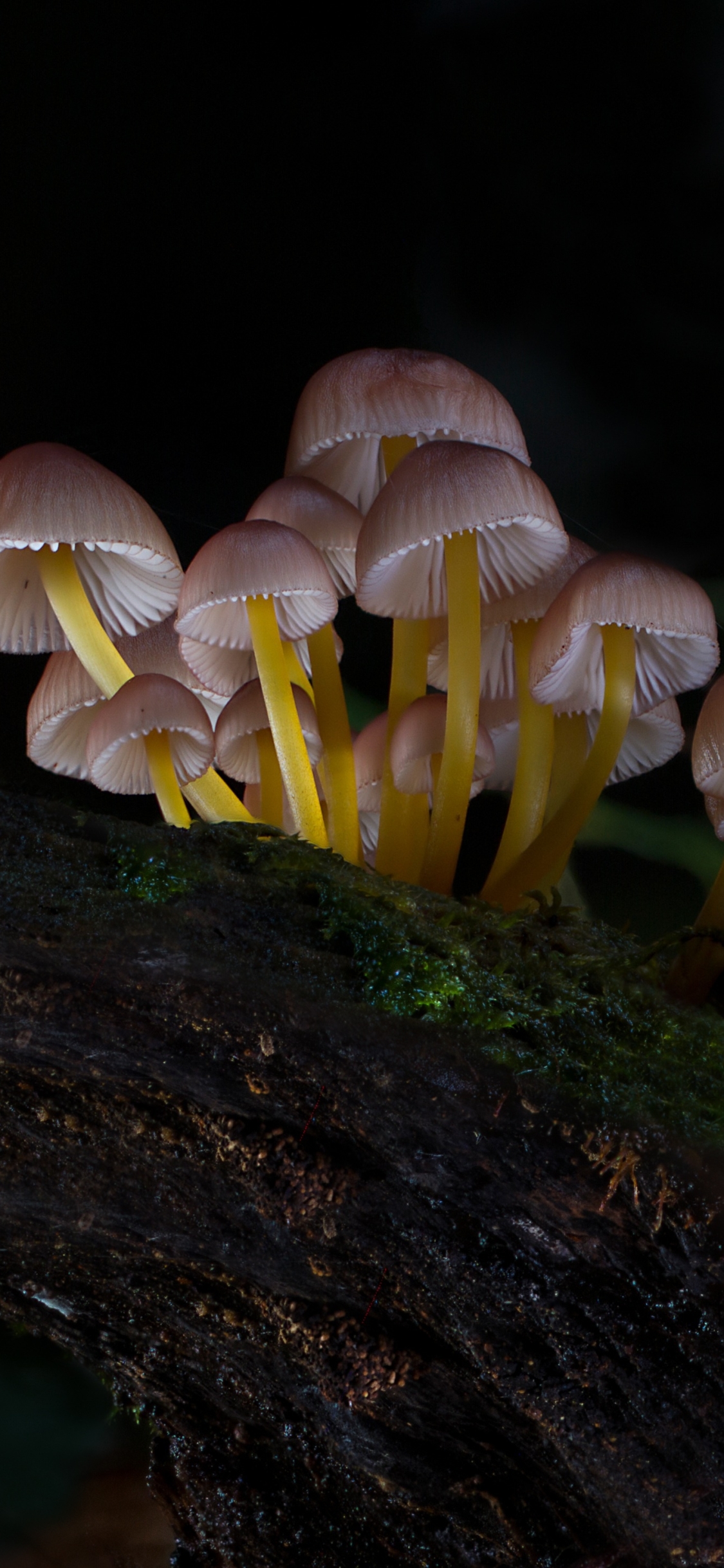 Téléchargez des papiers peints mobile Fermer, Champignon, La Nature, Terre/nature gratuitement.