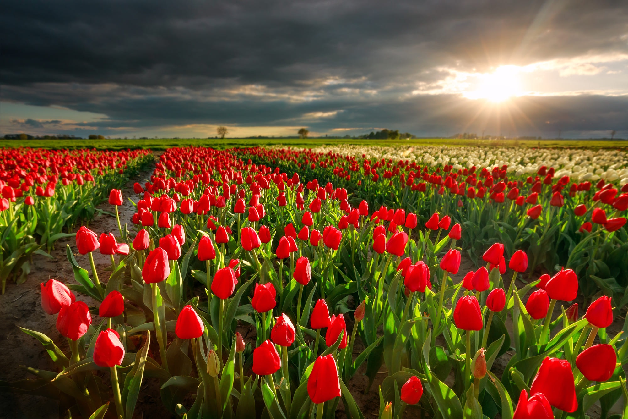 Download mobile wallpaper Nature, Flowers, Sunset, Flower, Earth, Field, Cloud, Tulip, Netherlands, Sunbeam, Red Flower for free.