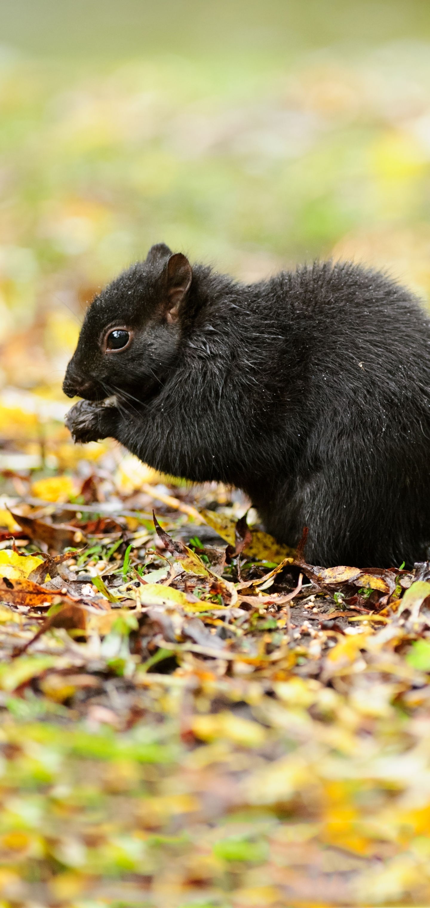 Download mobile wallpaper Squirrel, Animal, Rodent for free.