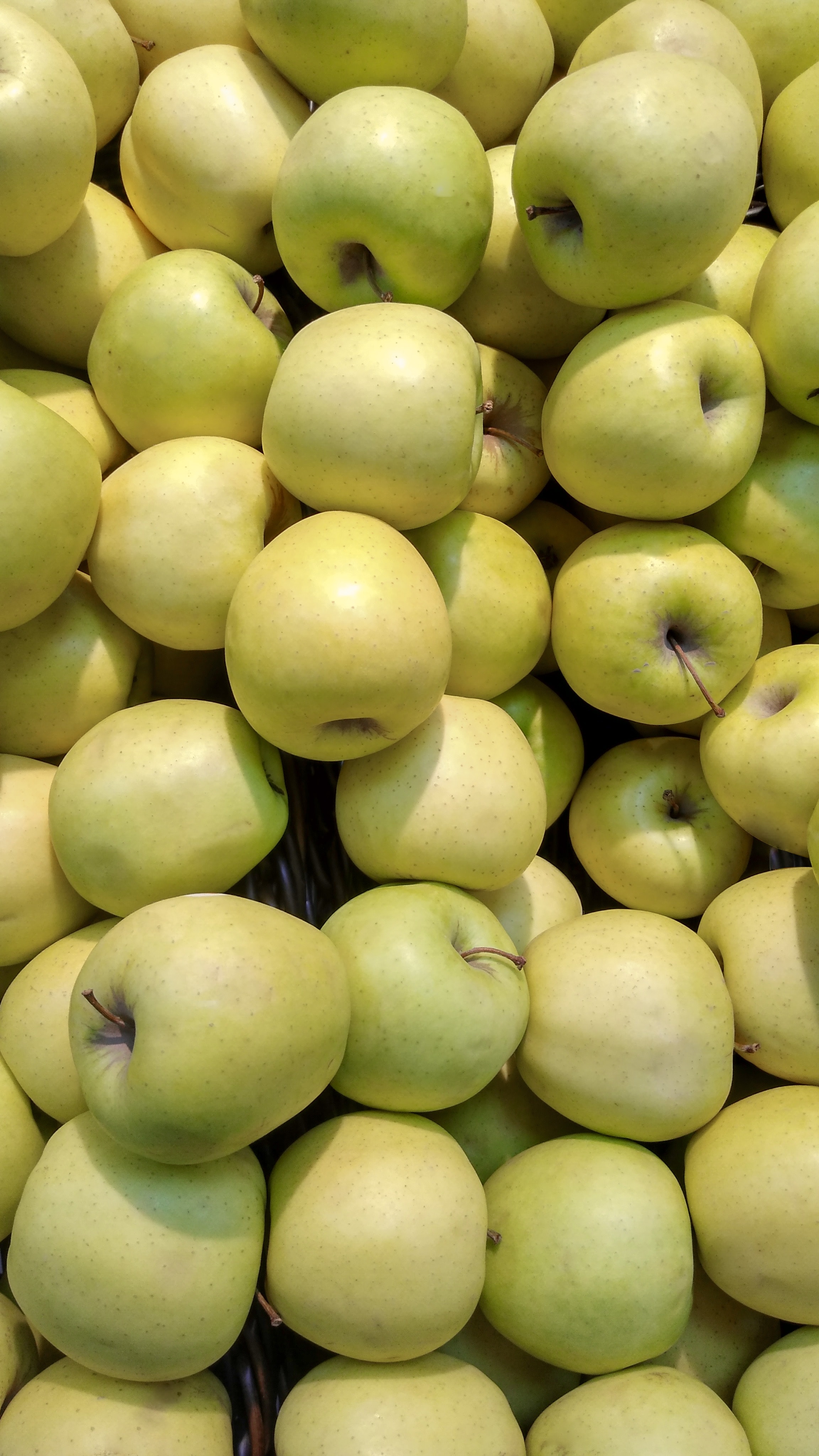 115481 скачать обои яблоки, зеленый, фрукты, еда, урожай - заставки и картинки бесплатно