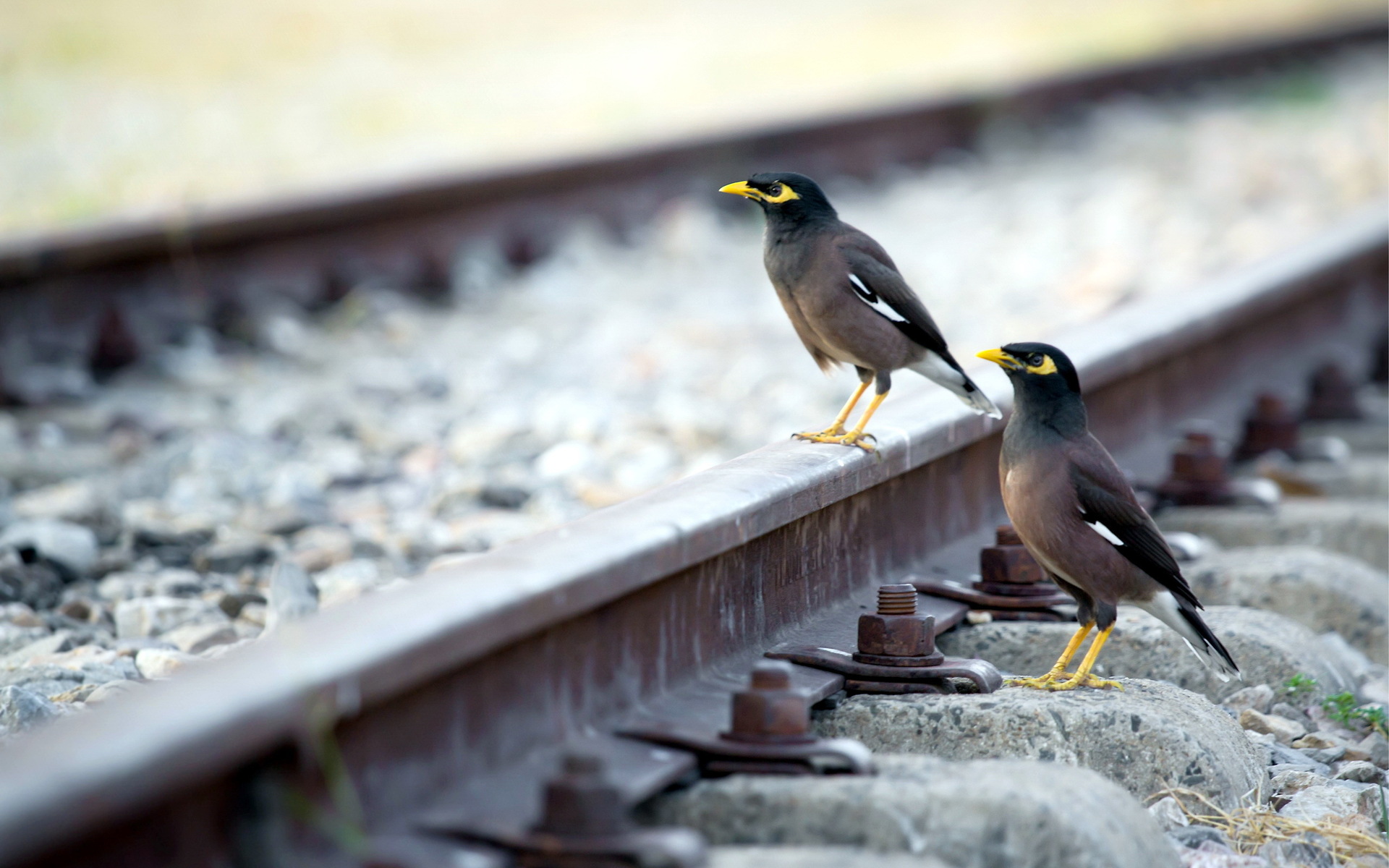 animal, myna, railroad, birds